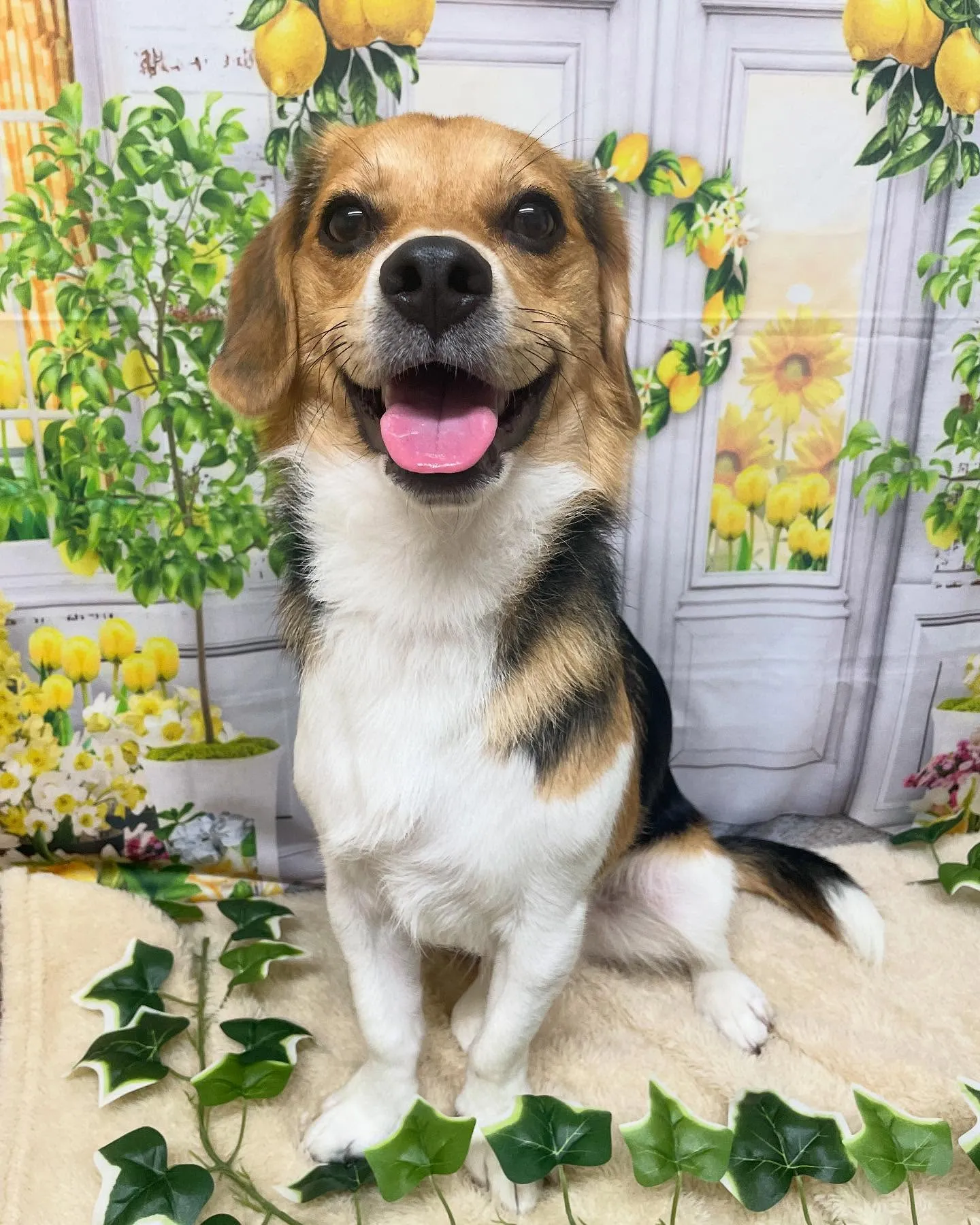 🍃今日のトリミング🍃ミックス犬🐶｜名東区・千種区・守山区の動...