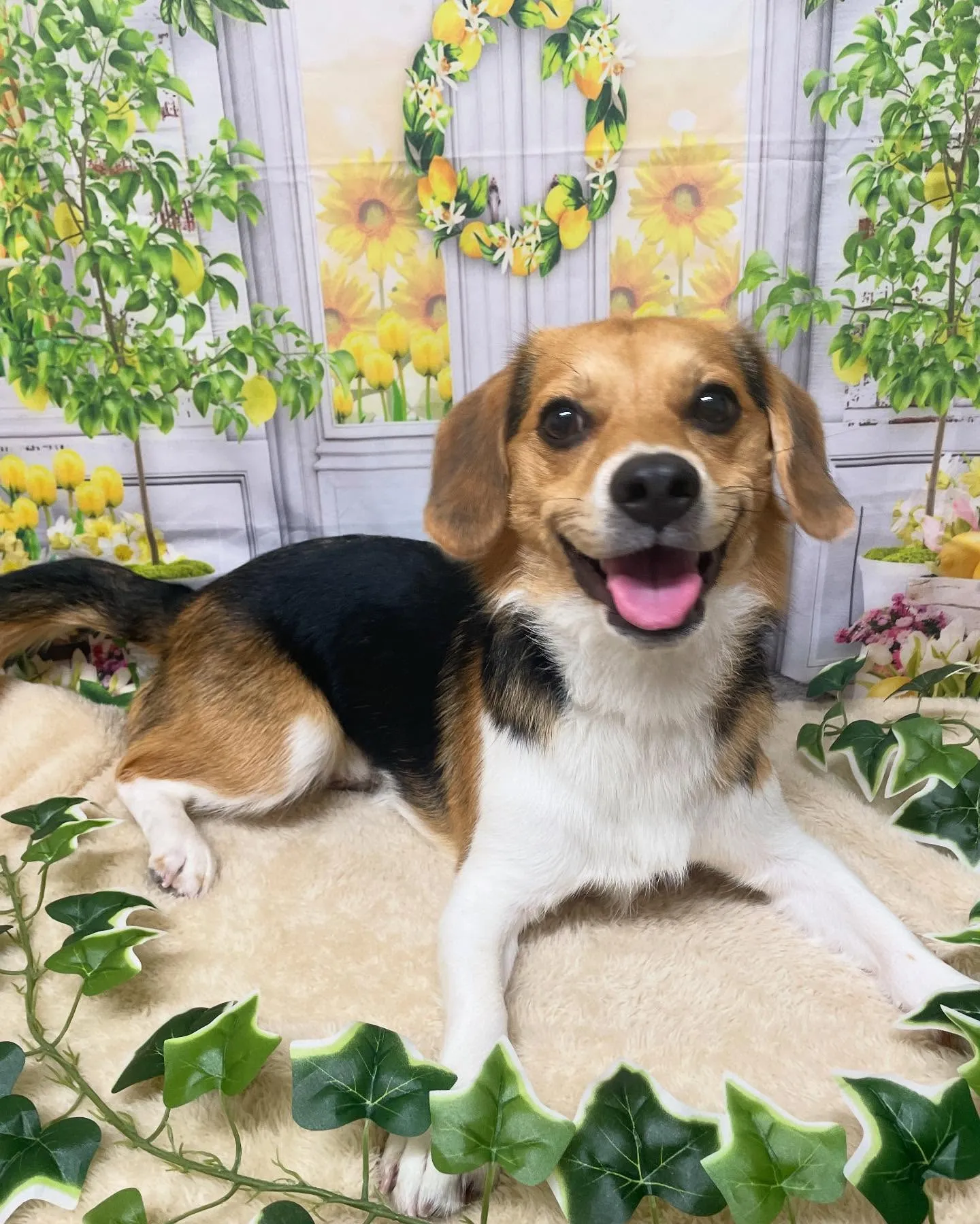 🍃今日のトリミング🍃ミックス犬🐶｜名東区・千種区・守山区の動...