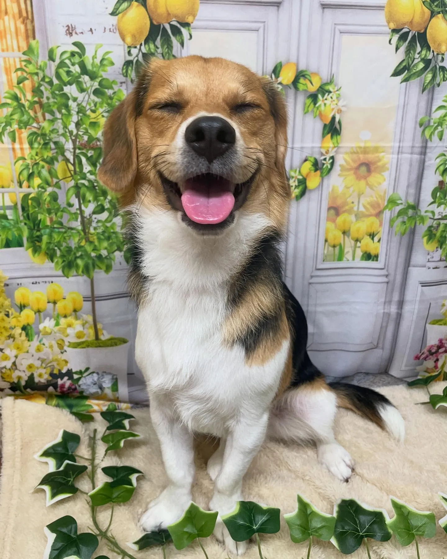 🍃今日のトリミング🍃ミックス犬🐶｜名東区・千種区・守山区の動...