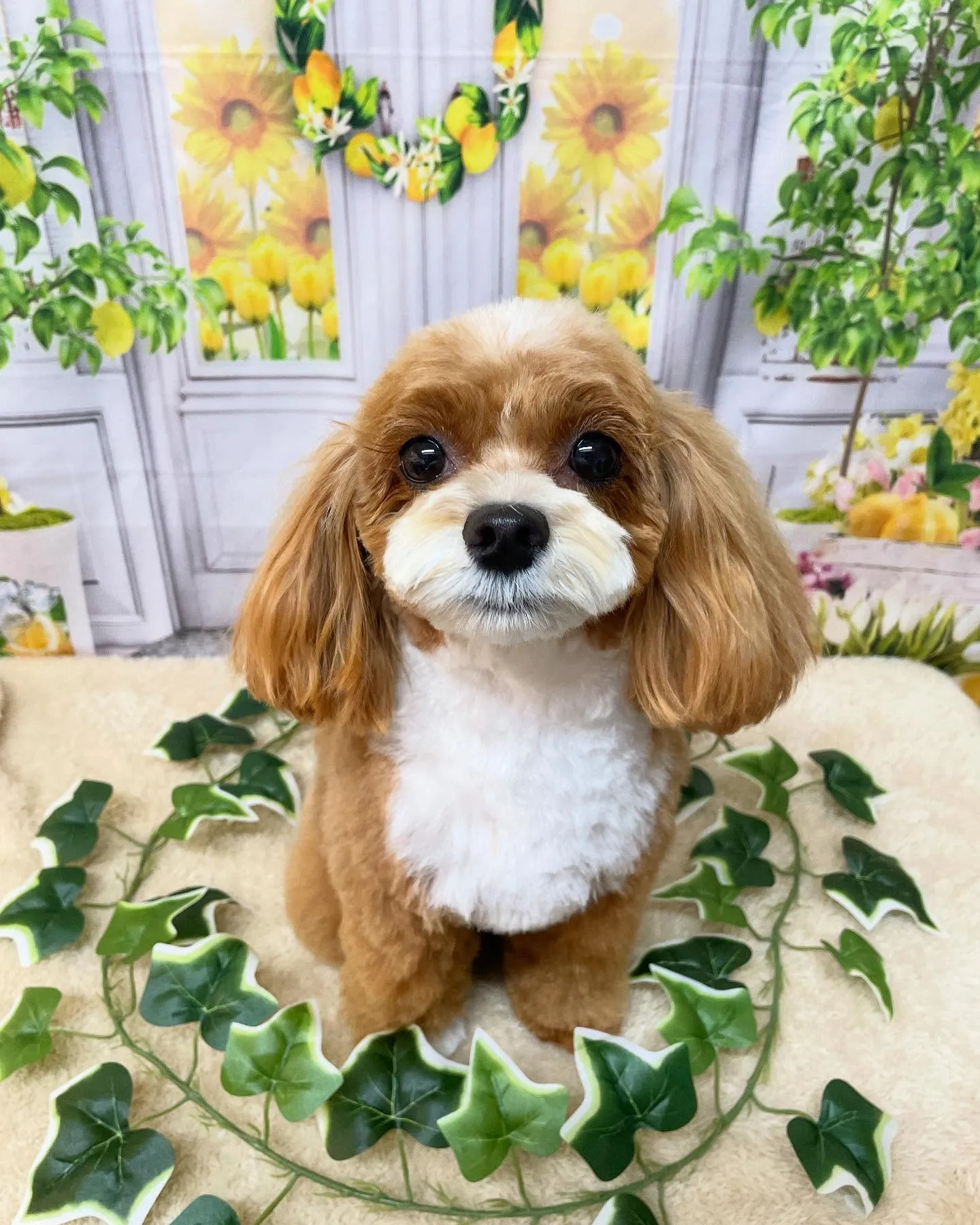 🍃今日のトリミング🍃MIX犬🐶｜名東区・千種区・守山区の動物...