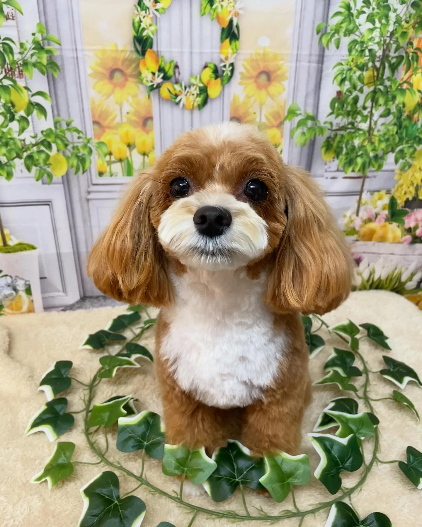 🍃今日のトリミング🍃MIX犬🐶｜名東区・千種区・守山区の動物...