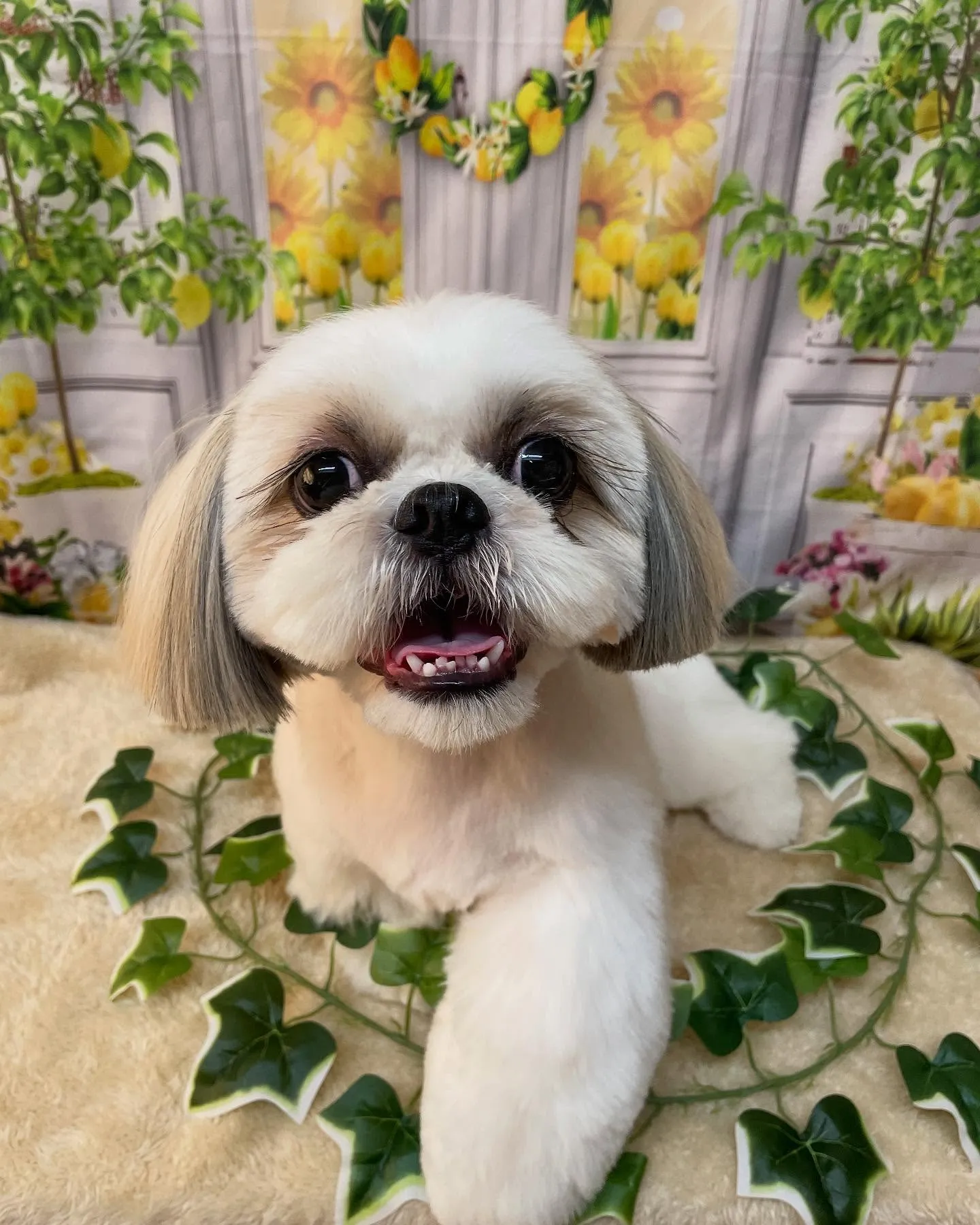 🍃今日のトリミング🍃シーズー🐶｜名東区・千種区・守山区の動物...