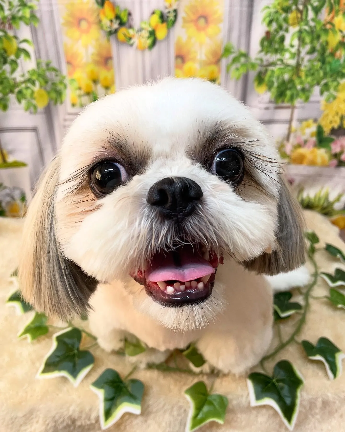 🍃今日のトリミング🍃シーズー🐶｜名東区・千種区・守山区の動物...