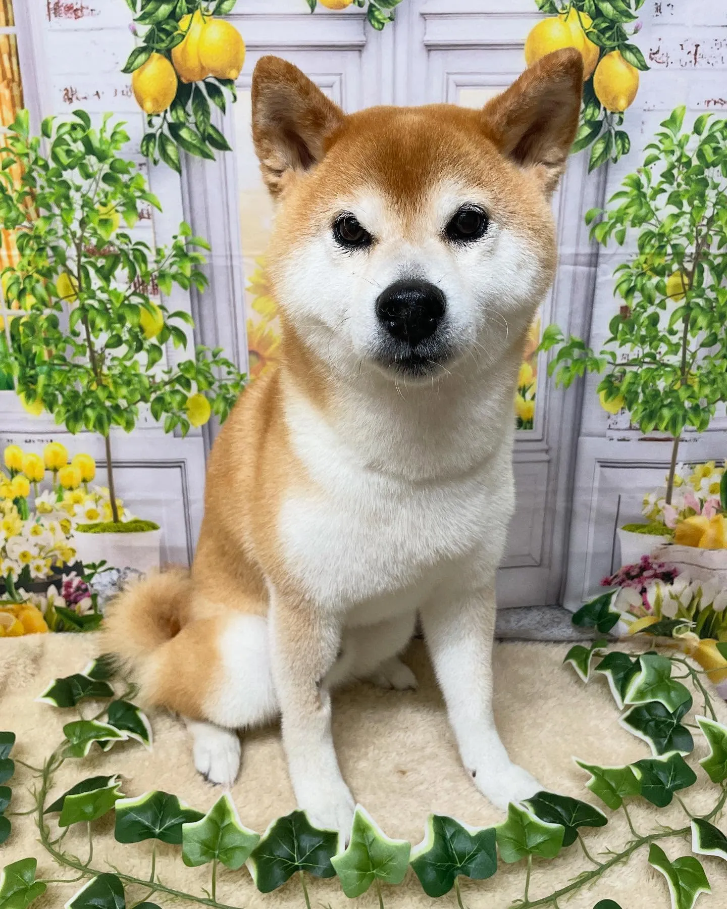 🍃今日のトリミング🍃柴犬🐶｜名東区・千種区・守山区の動物病院...