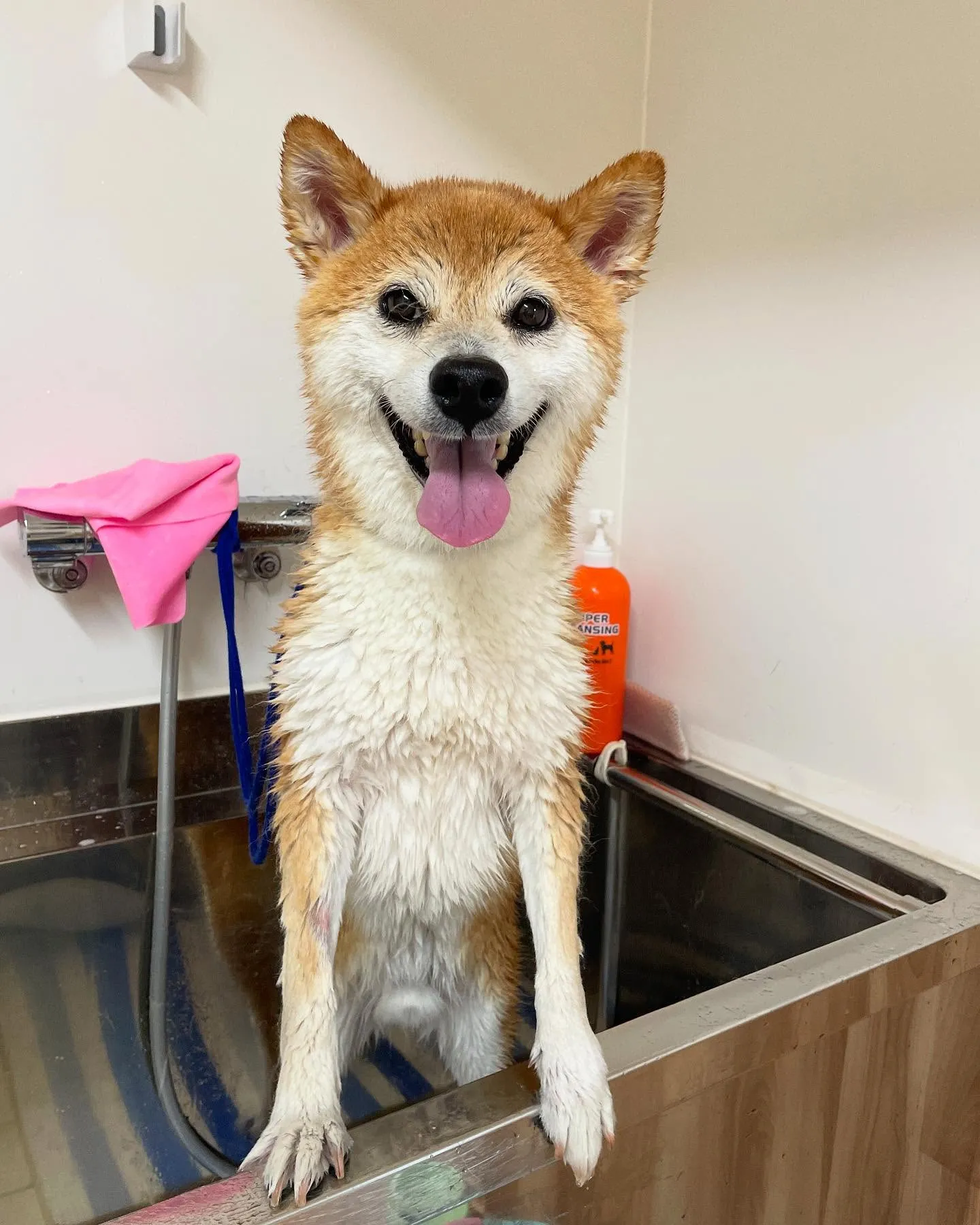 🍃今日のトリミング🍃柴犬🐶｜名東区・千種区・守山区の動物病院...