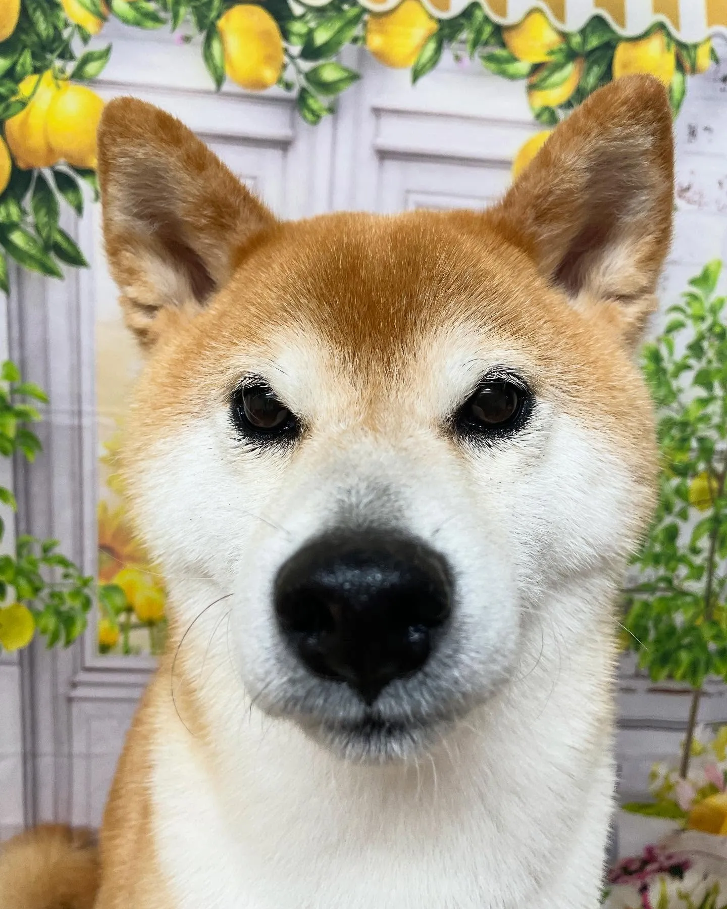 🍃今日のトリミング🍃柴犬🐶｜名東区・千種区・守山区の動物病院...