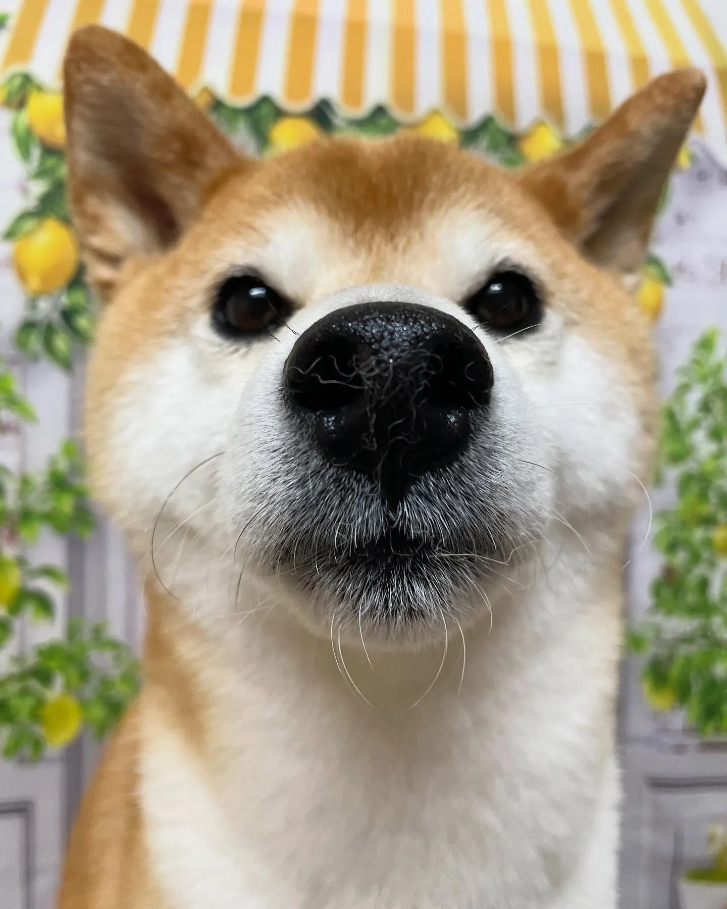 🍃今日のトリミング🍃柴犬🐶｜名東区・千種区・守山区の動物病院...