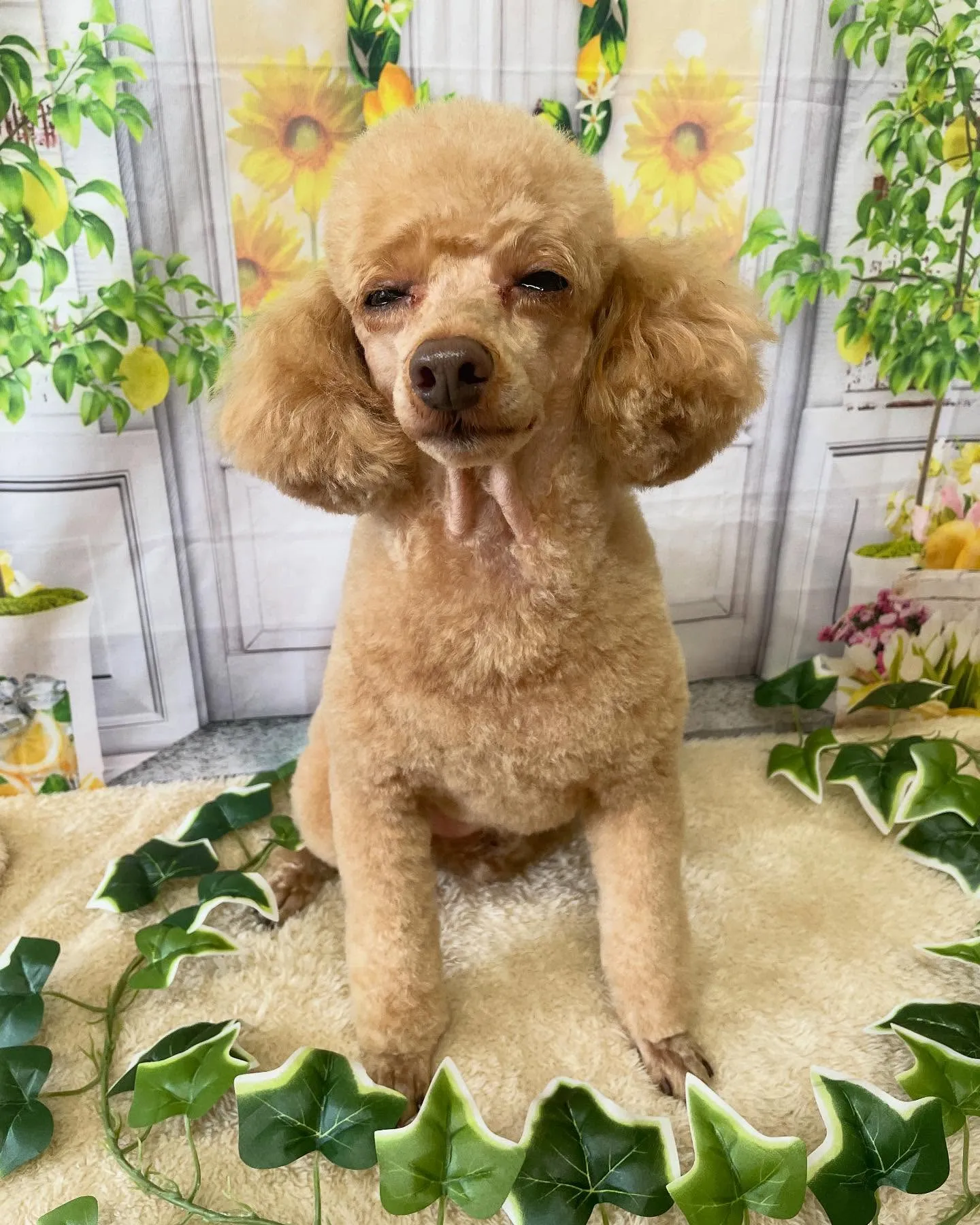 🍃今日のトリミング🍃プードル🐶｜名東区・千種区・守山区の動物...