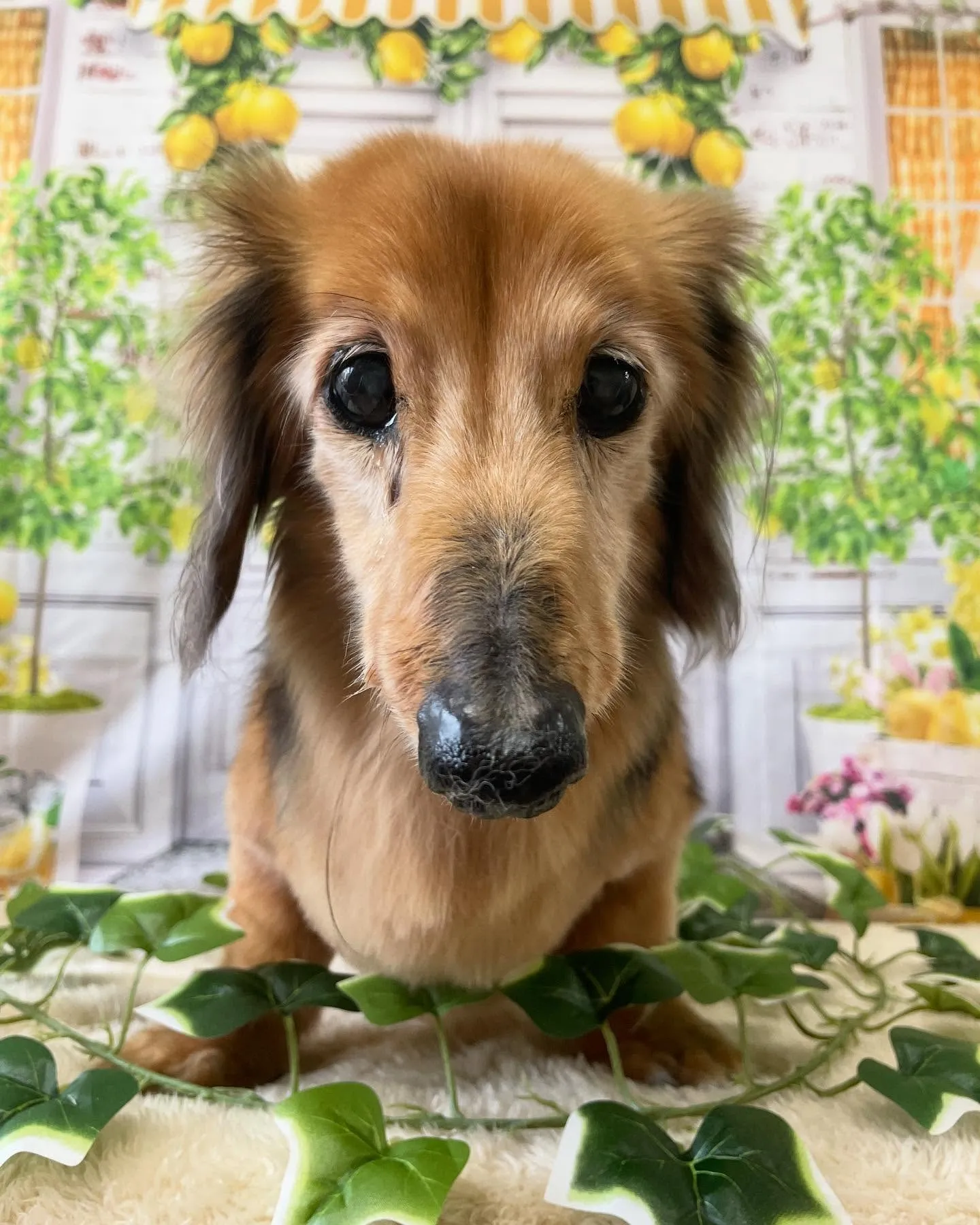 🍃今日のトリミング🍃ダックスフンド🐶｜名東区・千種区・守山区...