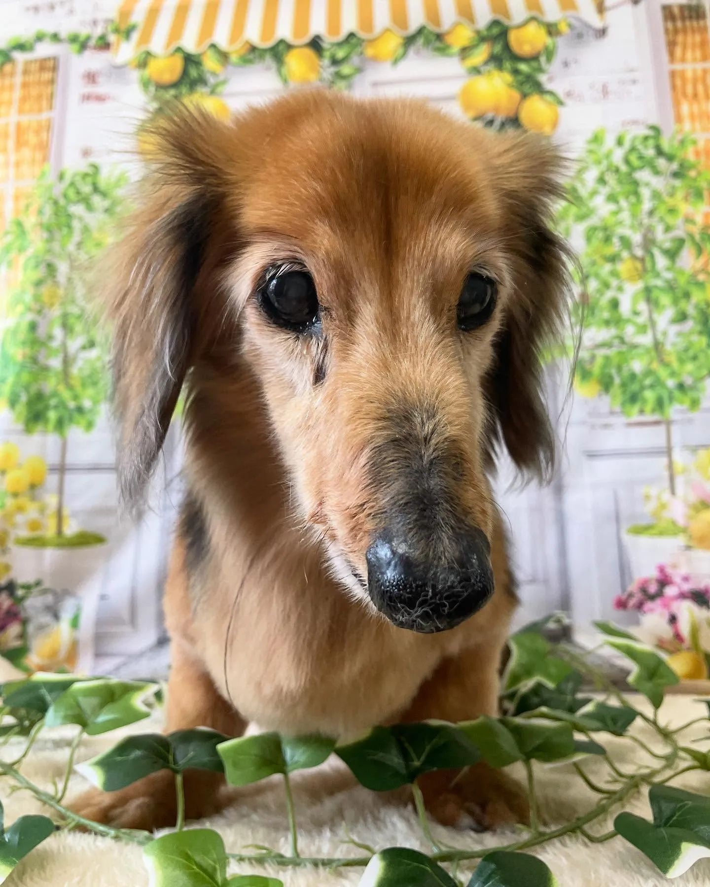 🍃今日のトリミング🍃ダックスフンド🐶｜名東区・千種区・守山区...