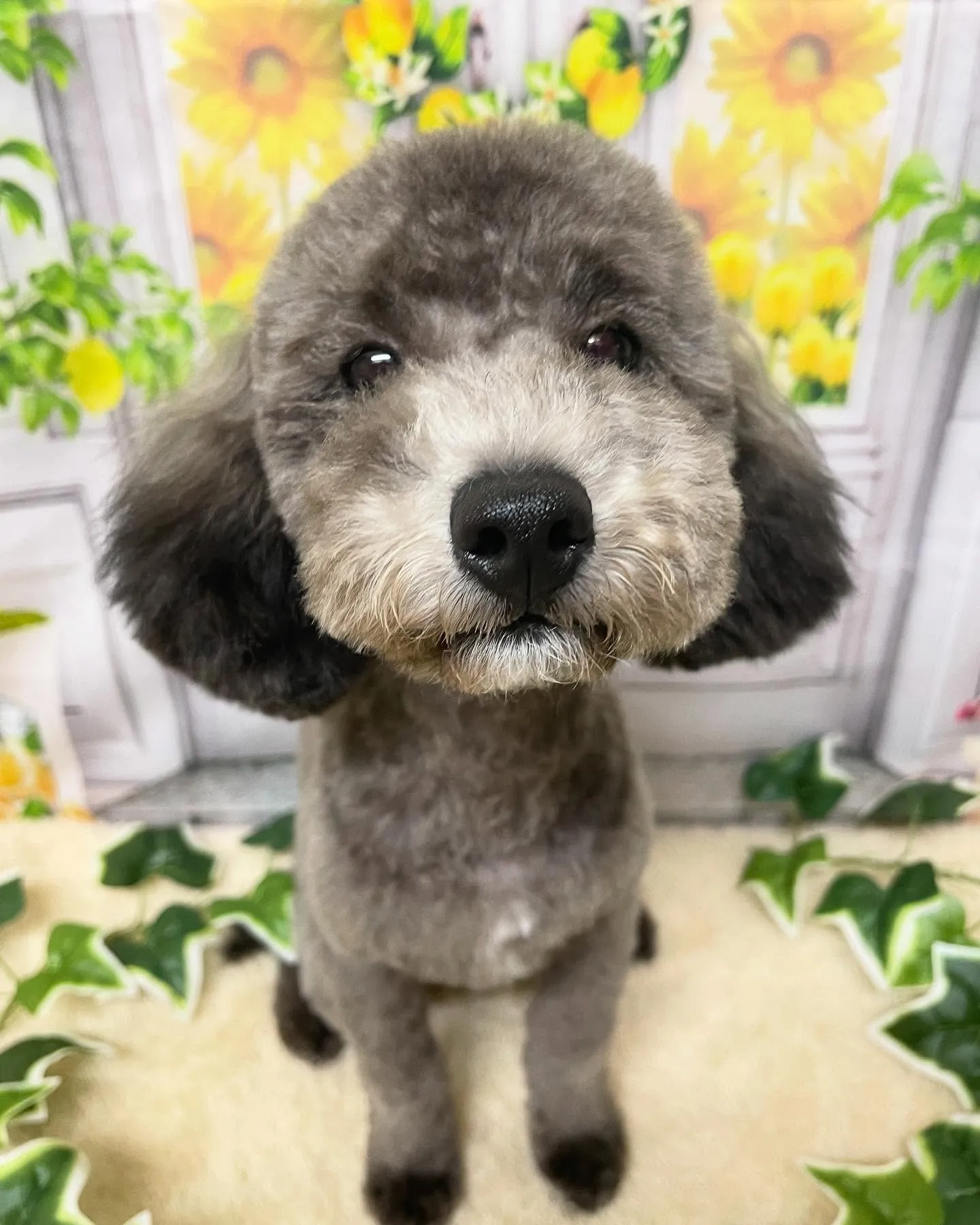 🍃今日のトリミング🍃プードル🐶｜名東区・千種区・守山区の動物...