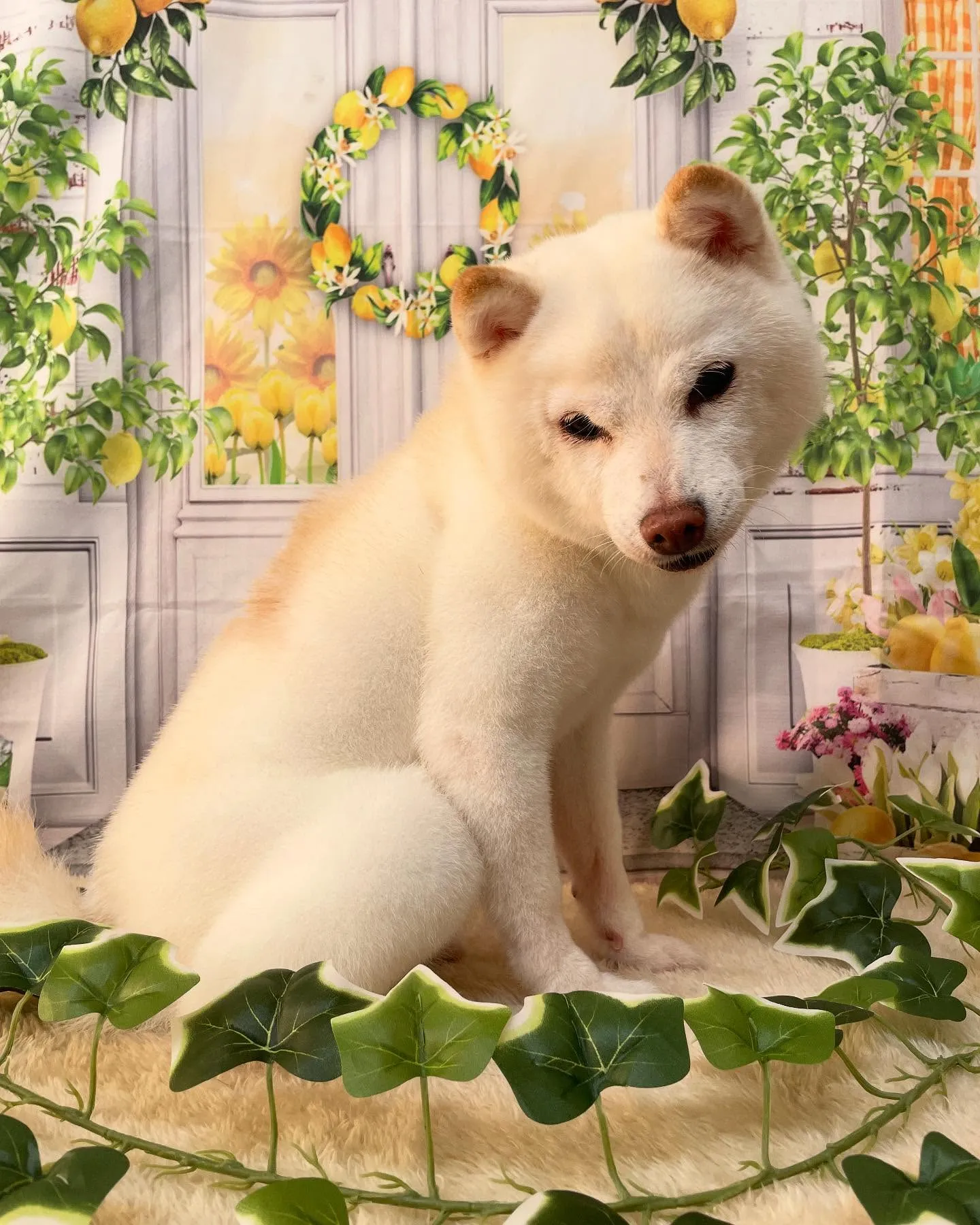 🍃今日のトリミング🍃プードル🐶柴犬🐶シュナウザー🐶｜名東区・...