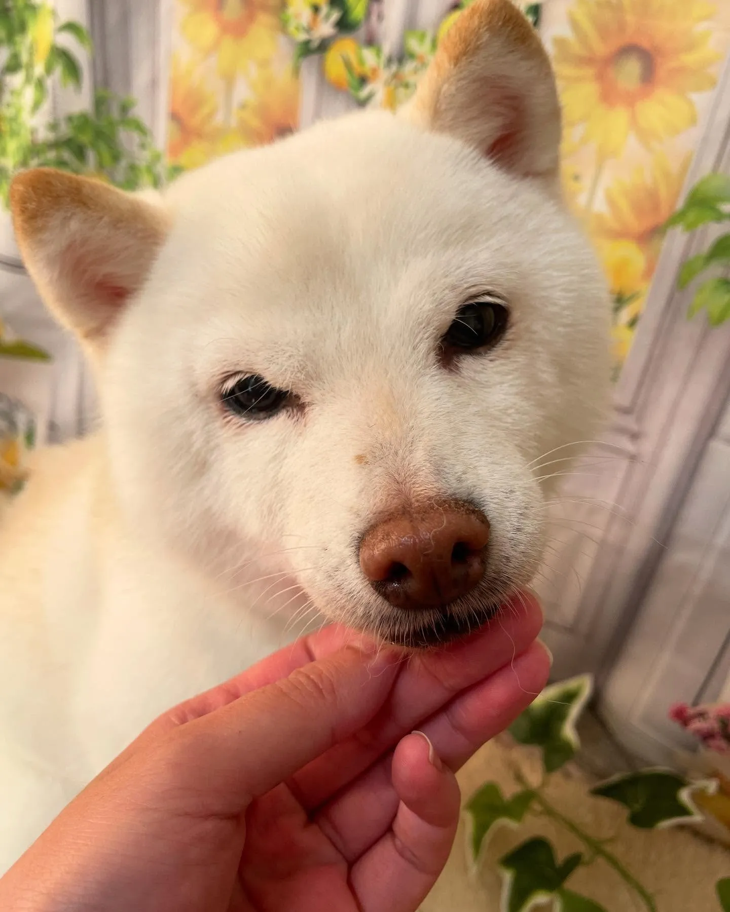 🍃今日のトリミング🍃プードル🐶柴犬🐶シュナウザー🐶｜名東区・...