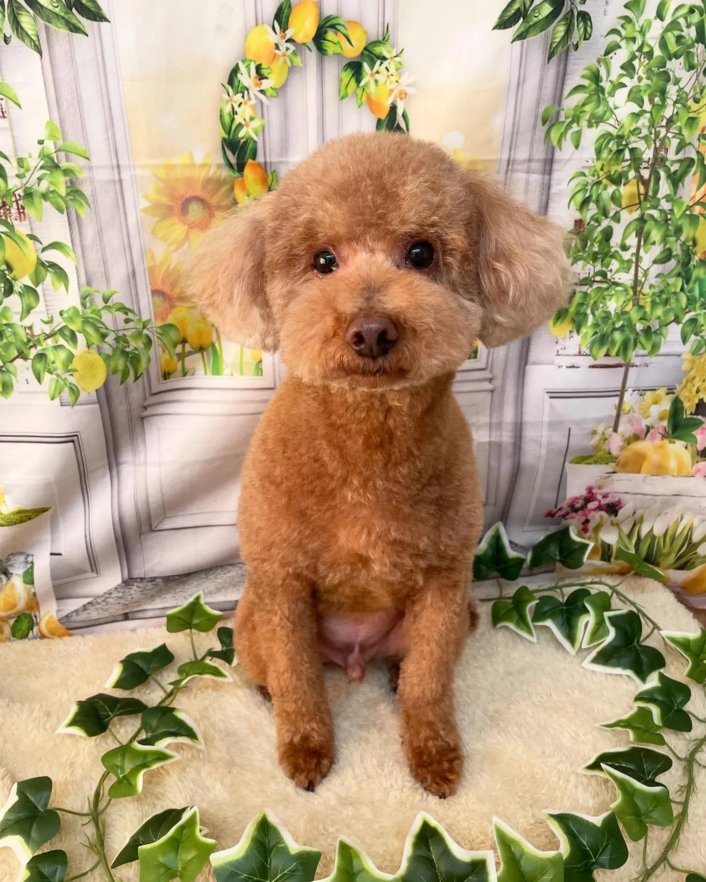 🍃今日のトリミング🍃プードル🐶柴犬🐶シュナウザー🐶｜名東区・...