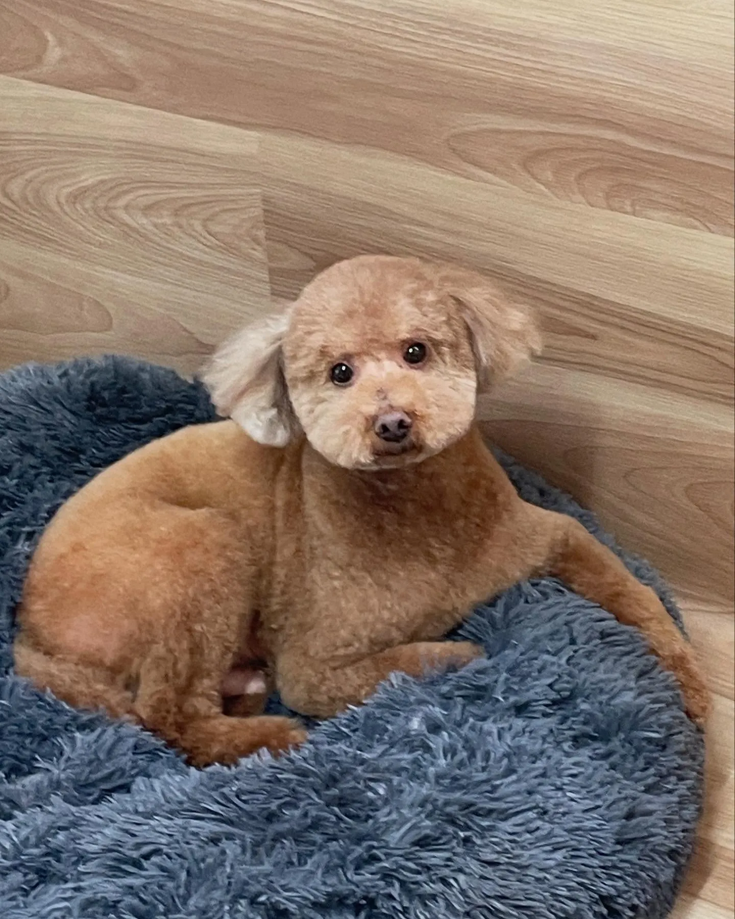 🍃今日のトリミング🍃プードル🐶柴犬🐶シュナウザー🐶｜名東区・...