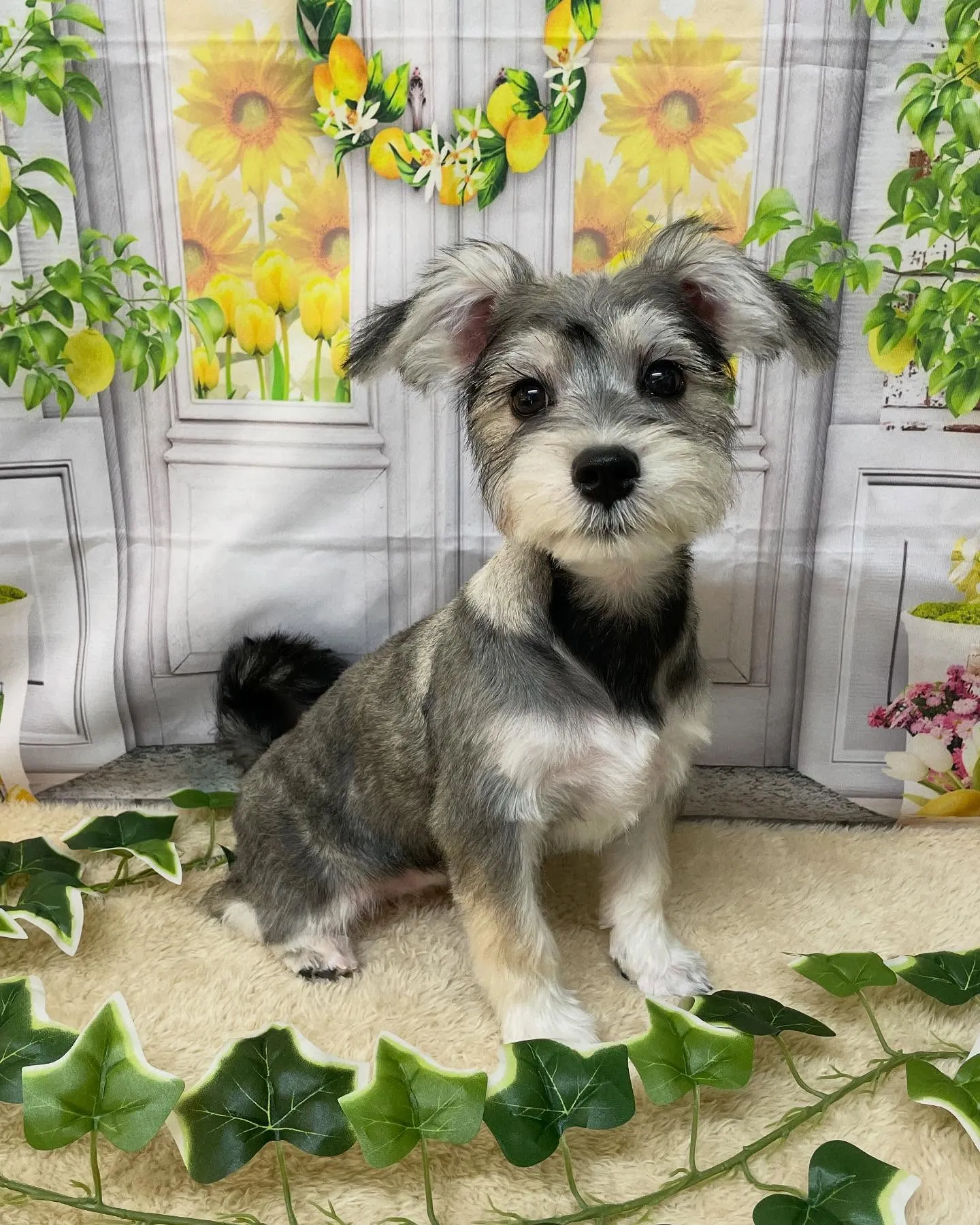 🍃今日のトリミング🍃ミックス犬🐶｜名東区・千種区・守山区の動...