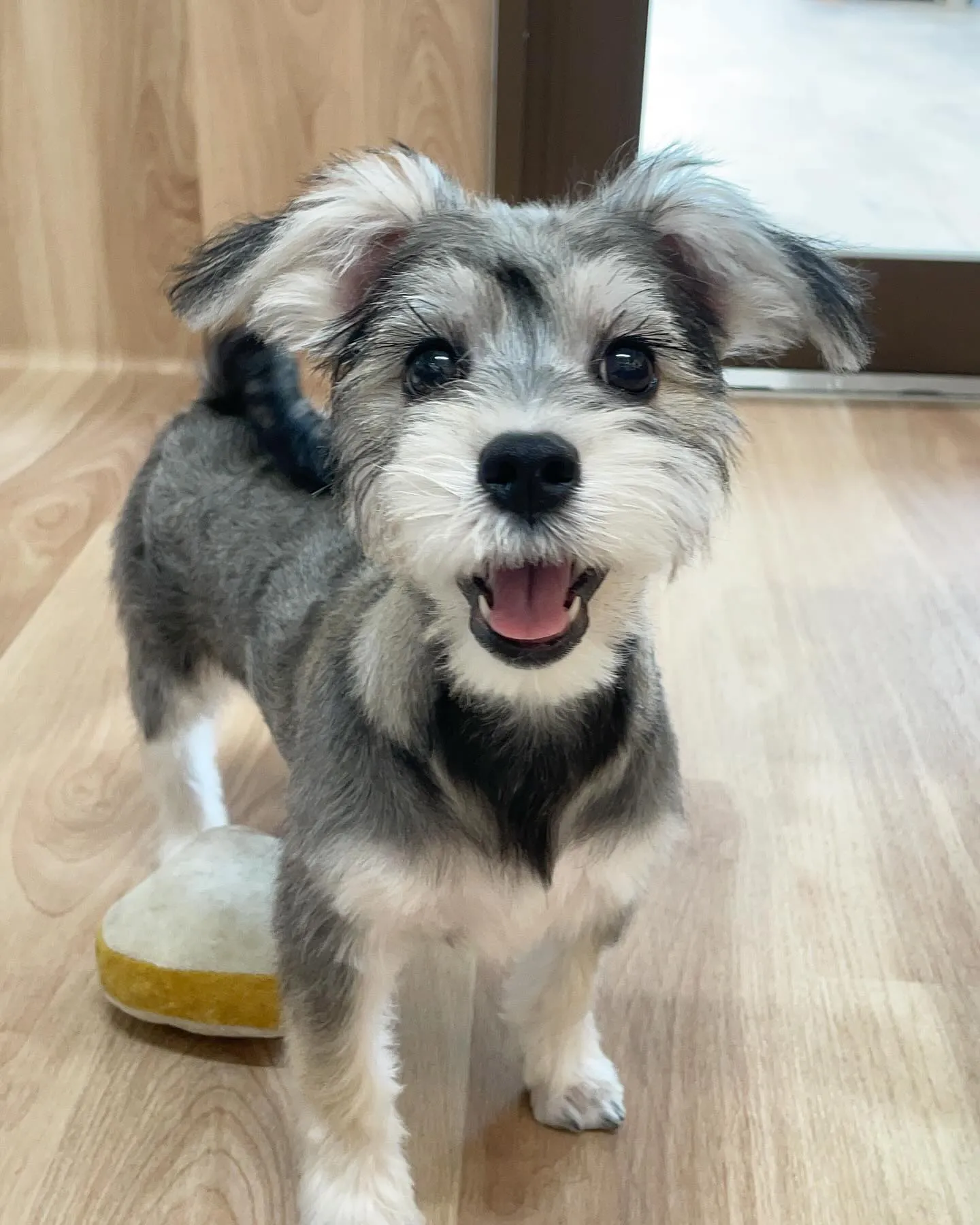 🍃今日のトリミング🍃ミックス犬🐶｜名東区・千種区・守山区の動...
