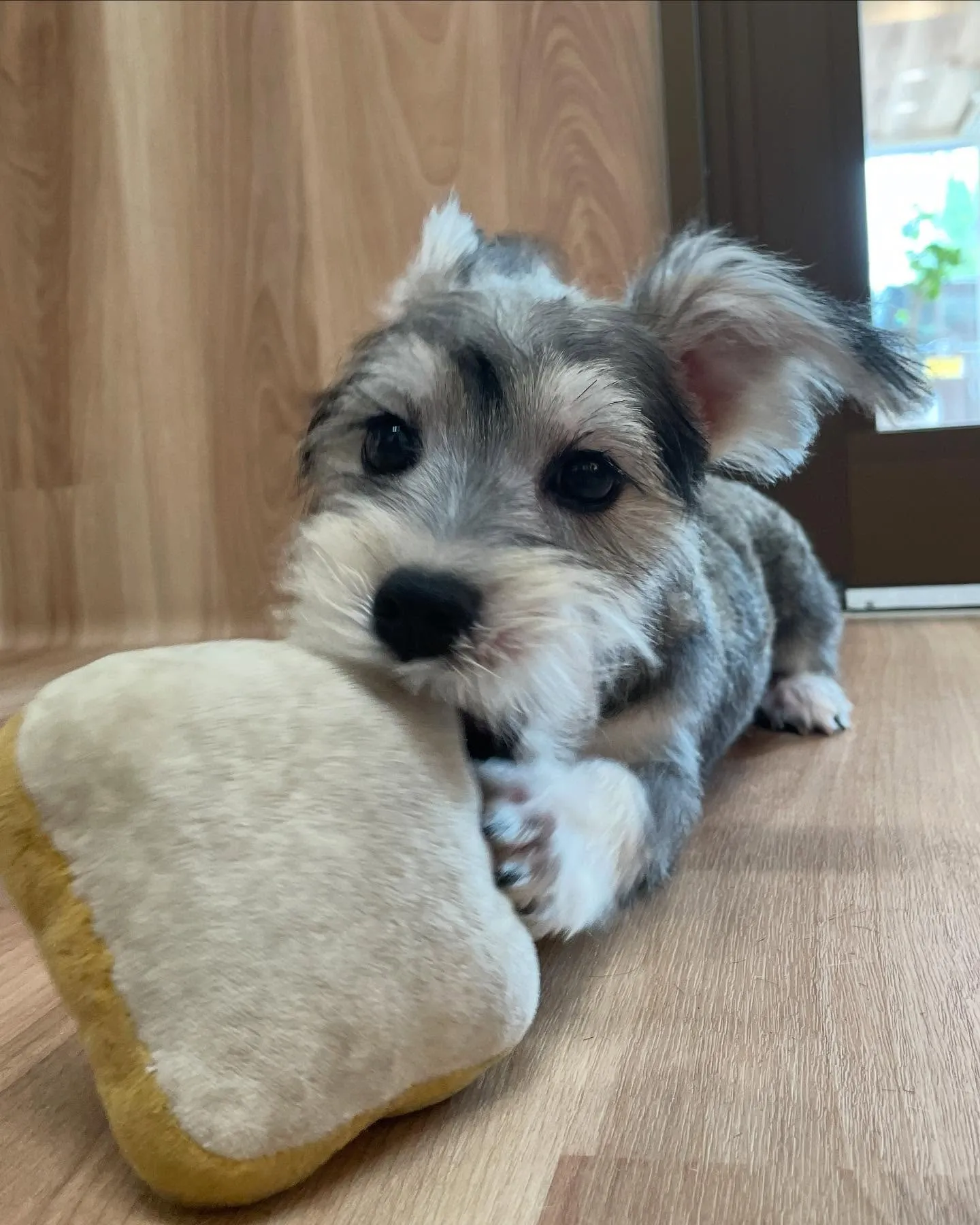 🍃今日のトリミング🍃ミックス犬🐶｜名東区・千種区・守山区の動...