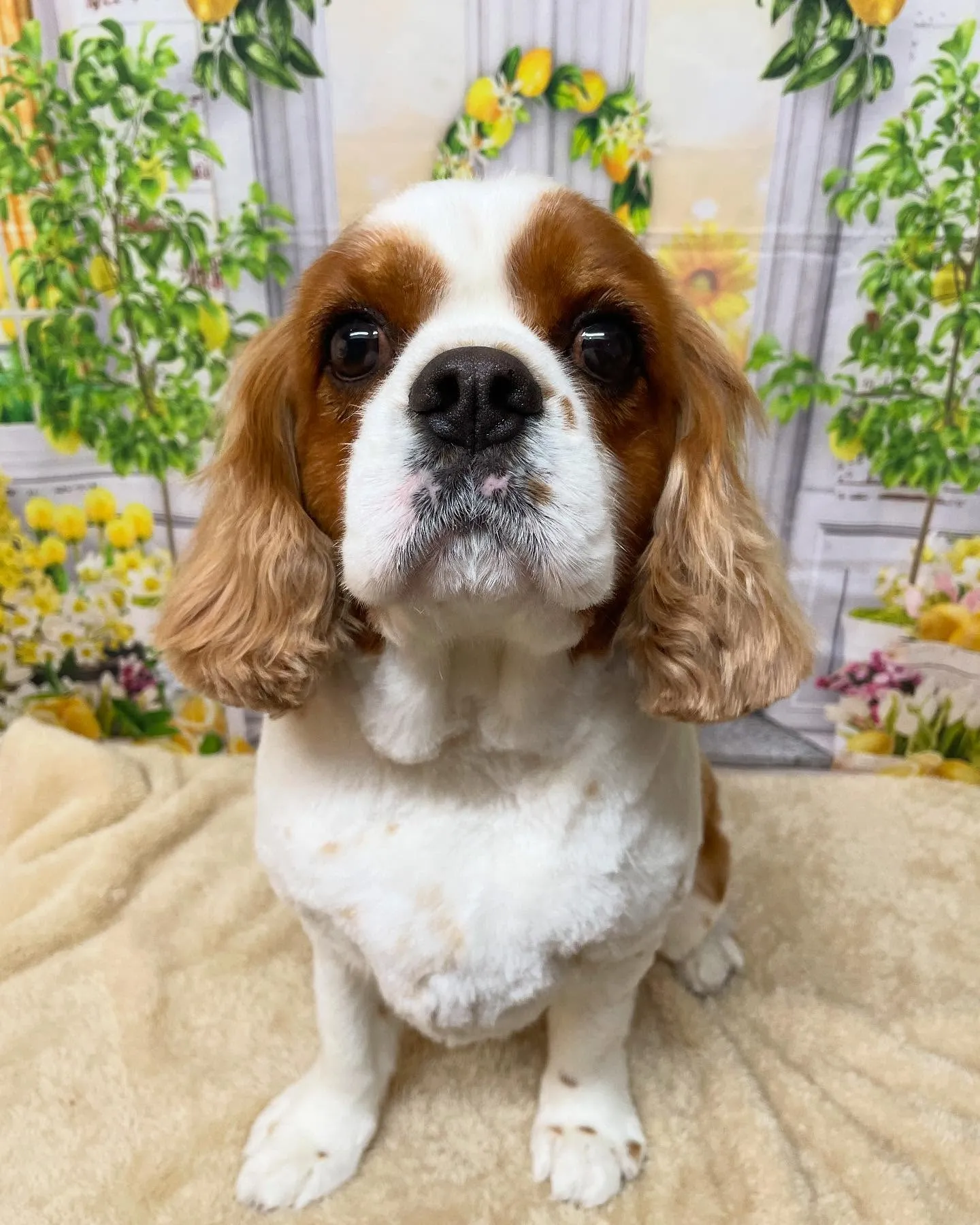 🍃今日のトリミング🍃キャバリア🐶｜名東区・千種区・守山区の動...