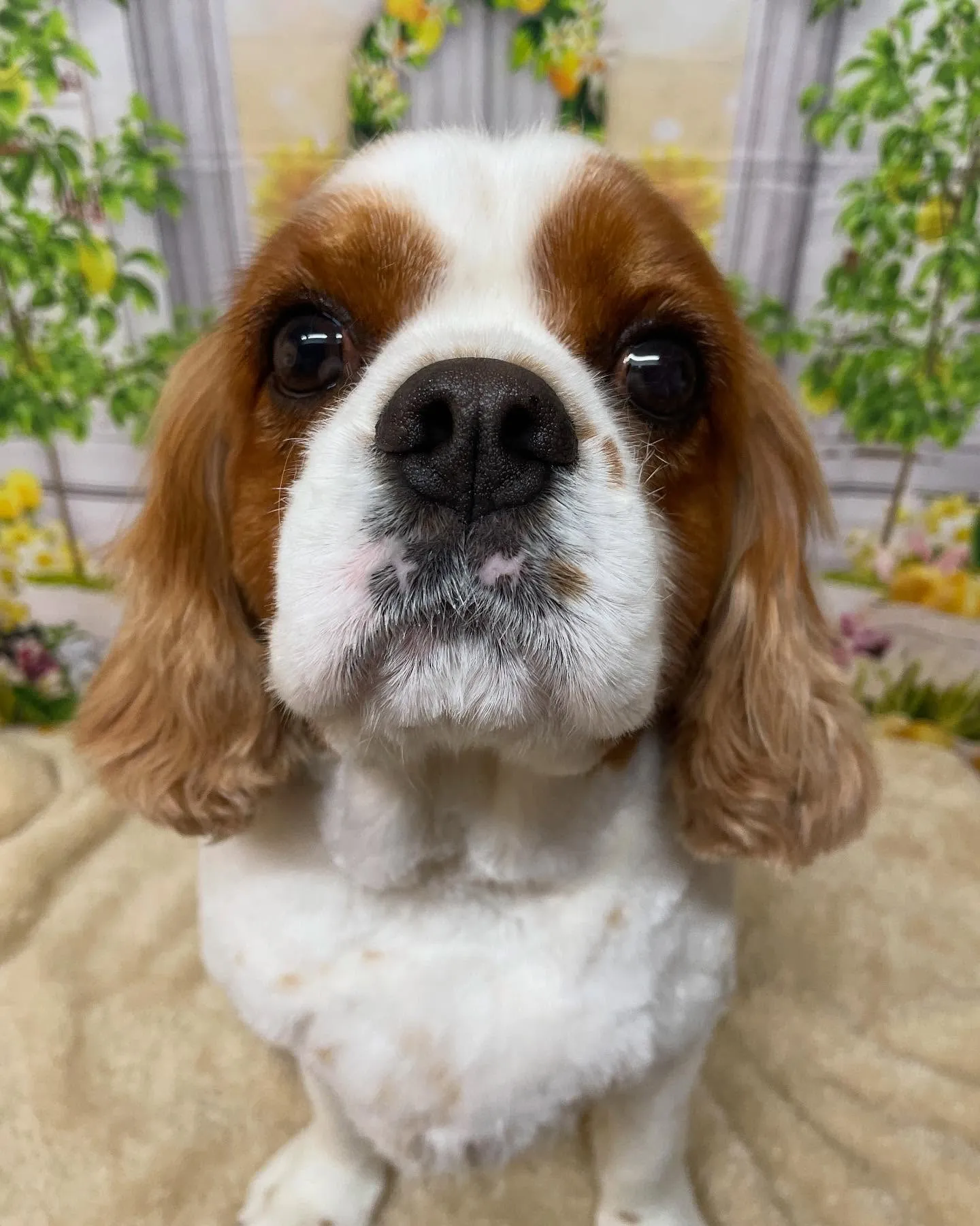 🍃今日のトリミング🍃キャバリア🐶｜名東区・千種区・守山区の動...