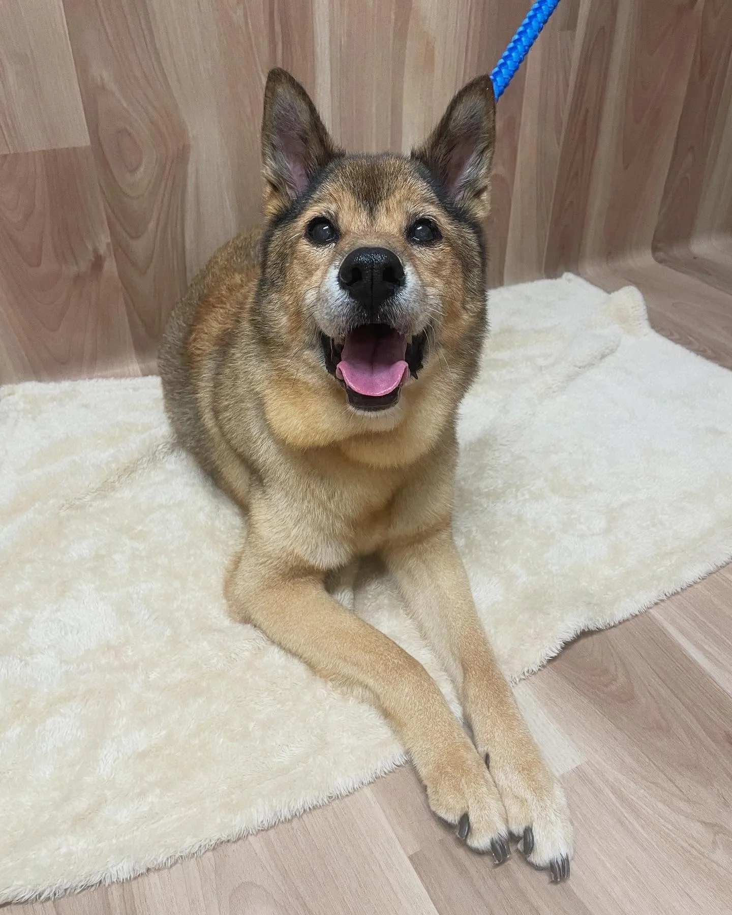 🍃今日のトリミング🍃ミックス犬🐶｜名東区・千種区・守山区の動...