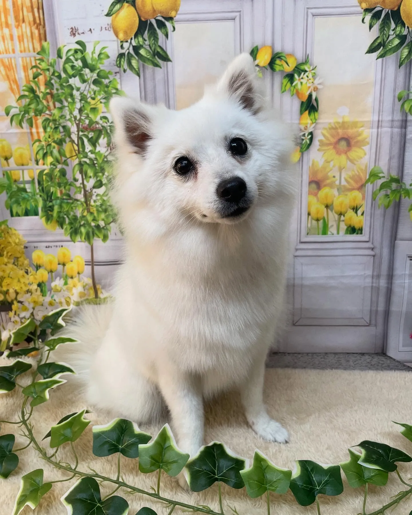 🍃今日のトリミング🍃スピッツ🐶｜名東区・千種区・守山区の動物...