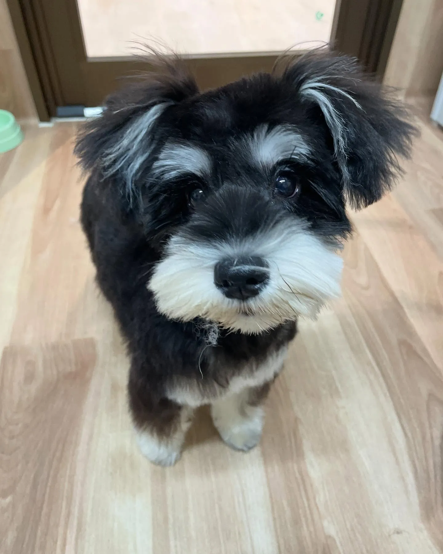 🍃今日のトリミング🍃シュナウザー🐶｜名東区・千種区・守山区の...