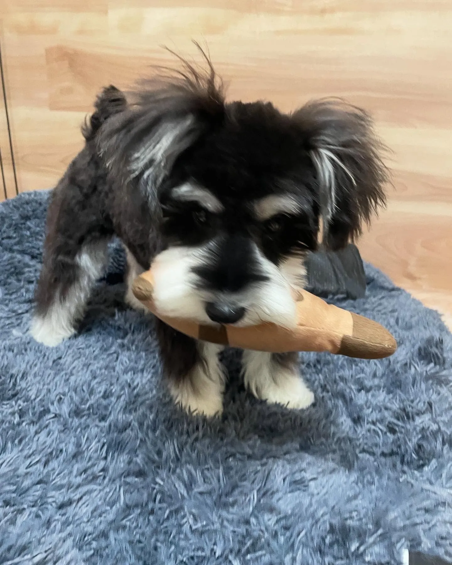 🍃今日のトリミング🍃シュナウザー🐶｜名東区・千種区・守山区の...