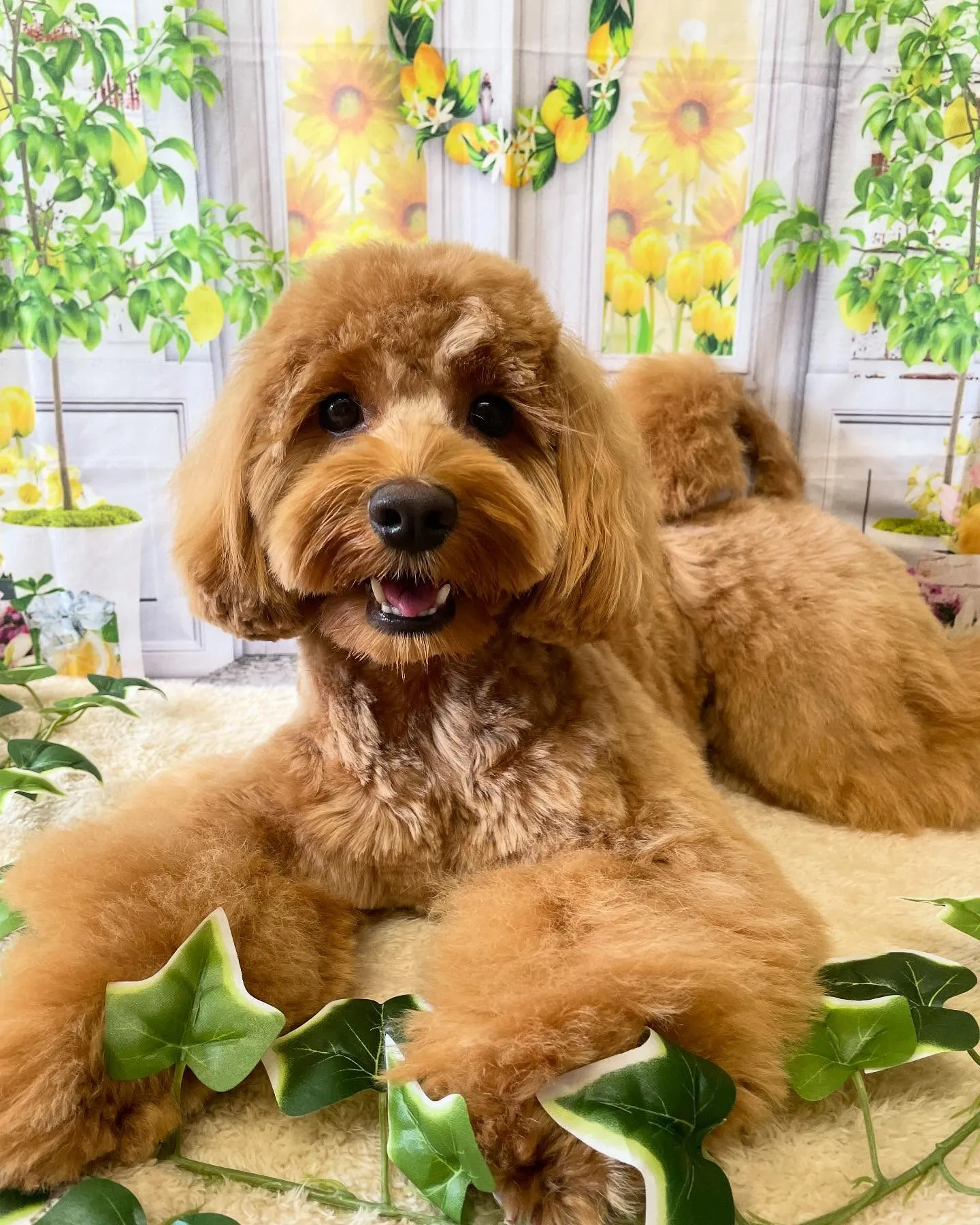 🍃今日のトリミング🍃ミックス犬🐶｜名東区・千種区・守山区の動...
