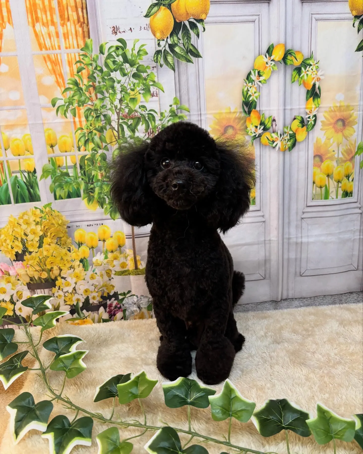 🍃今日のトリミング🍃トイプードル🐶｜名東区・千種区・守山区の...