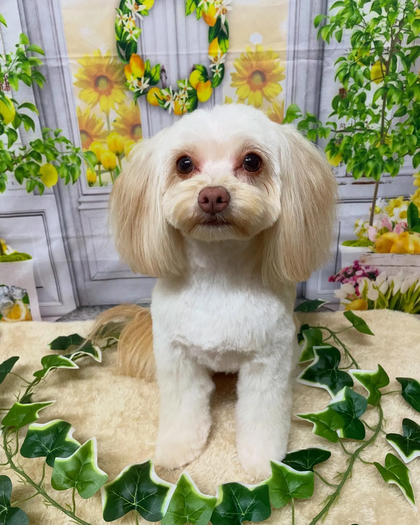 🍃今日のトリミング🍃ミックス犬🐶｜名東区・千種区・守山区の動...