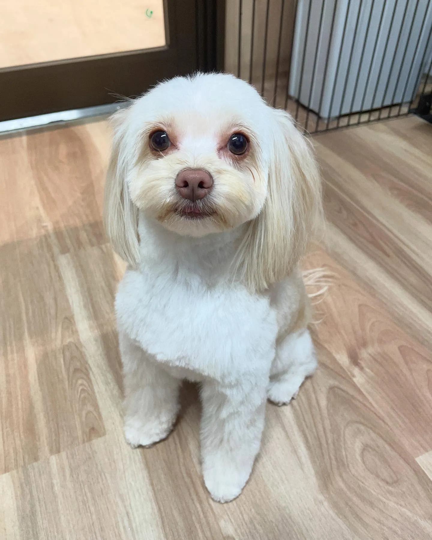 🍃今日のトリミング🍃ミックス犬🐶｜名東区・千種区・守山区の動...