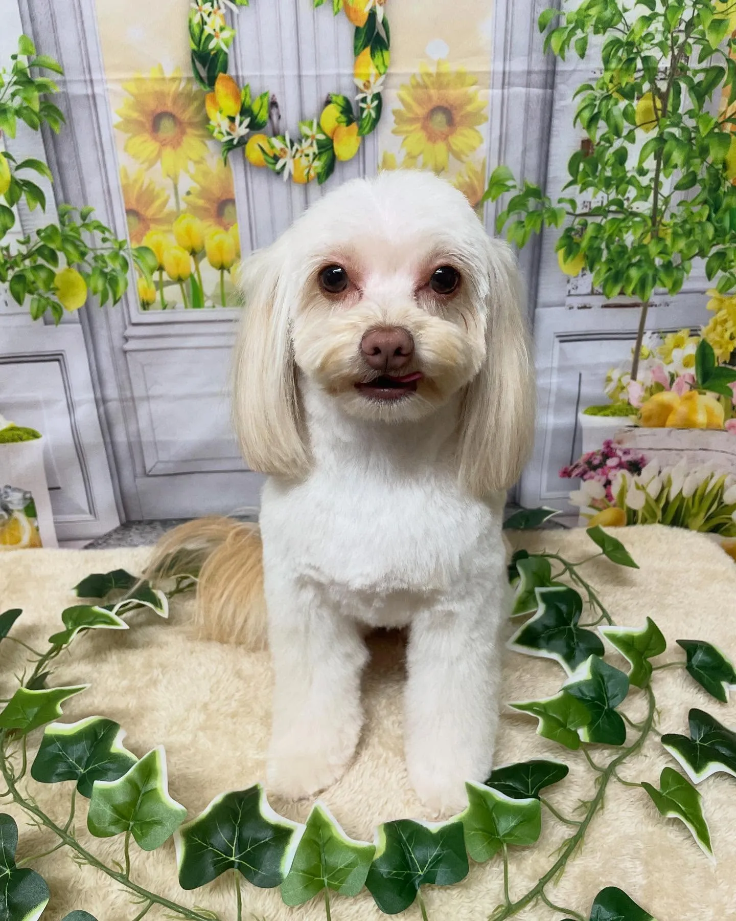 🍃今日のトリミング🍃ミックス犬🐶｜名東区・千種区・守山区の動...