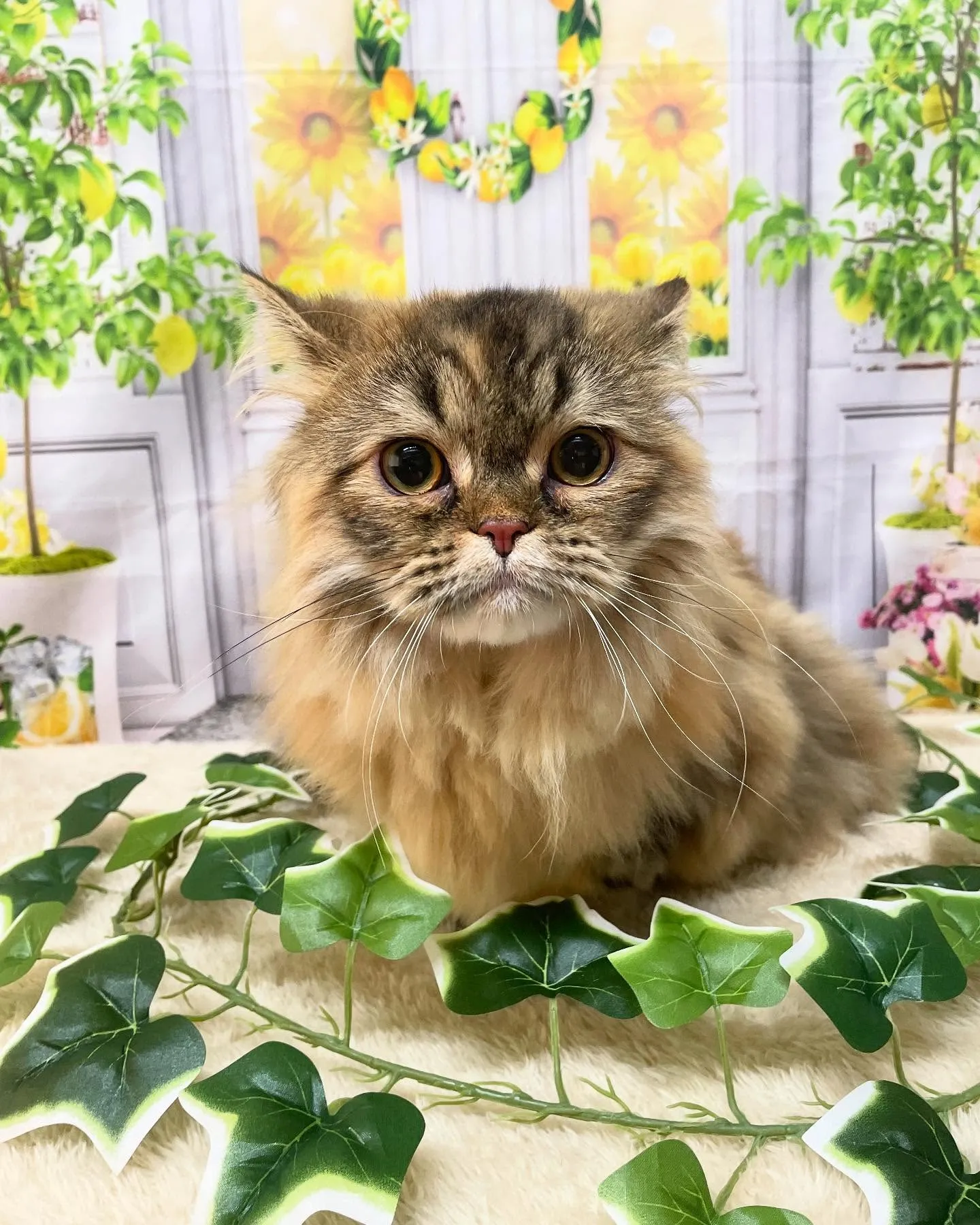 🍃今日のトリミング🍃サイベリアン🐱｜名東区・千種区・守山区の...