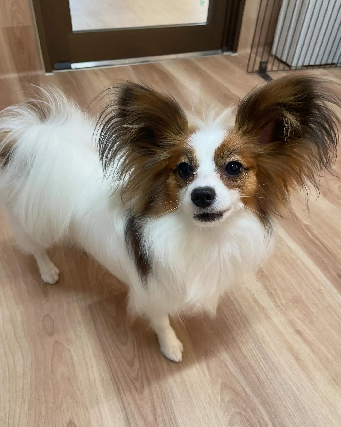 🍃今日のトリミング🍃パピヨン🐶｜名東区・千種区・守山区の動物...