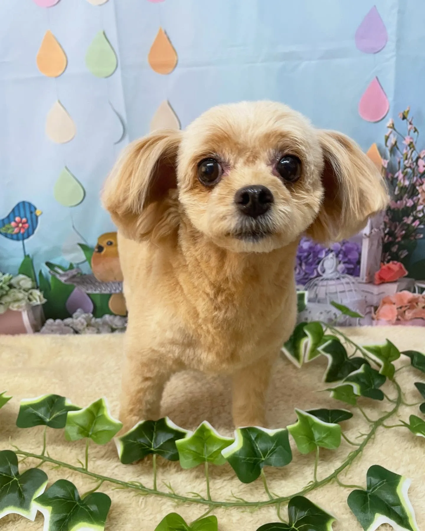 🍃今日のトリミング🍃ミックス犬🐶｜名東区・千種区・守山区の動...