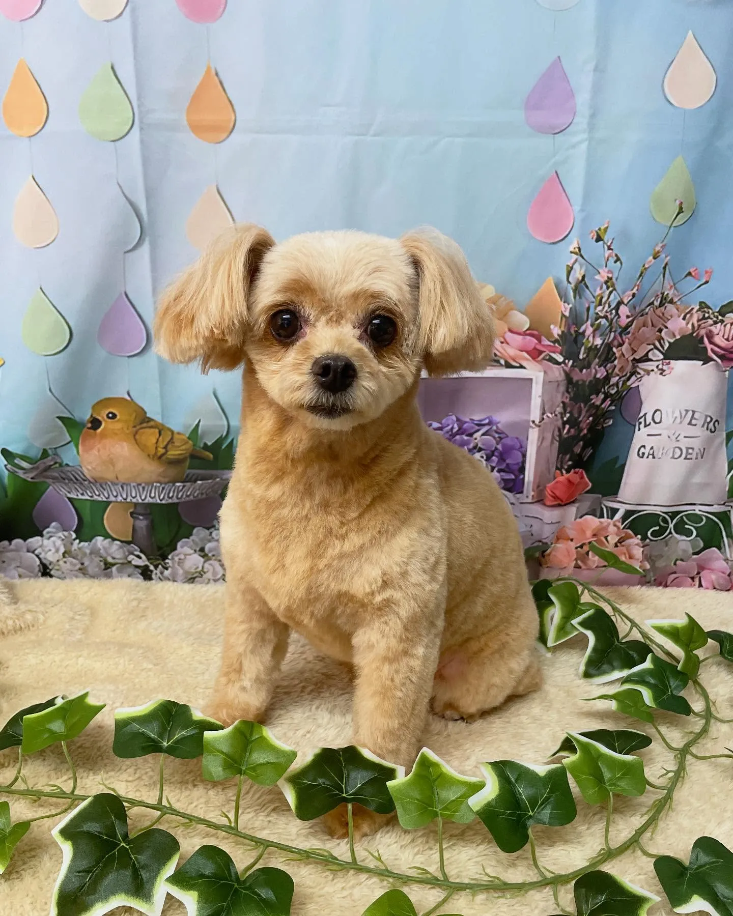 🍃今日のトリミング🍃ミックス犬🐶｜名東区・千種区・守山区の動...