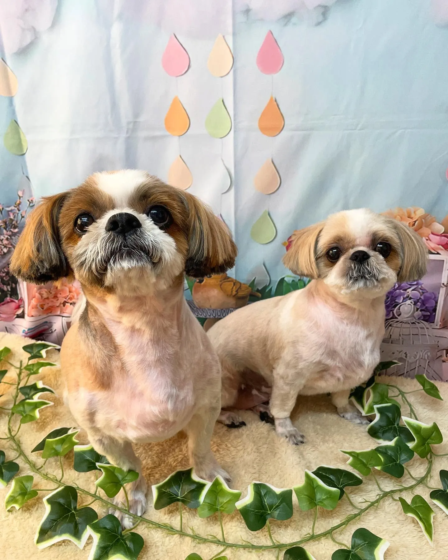 🍃今日のトリミング🍃シーズー🐶｜名東区・千種区・守山区の動物...