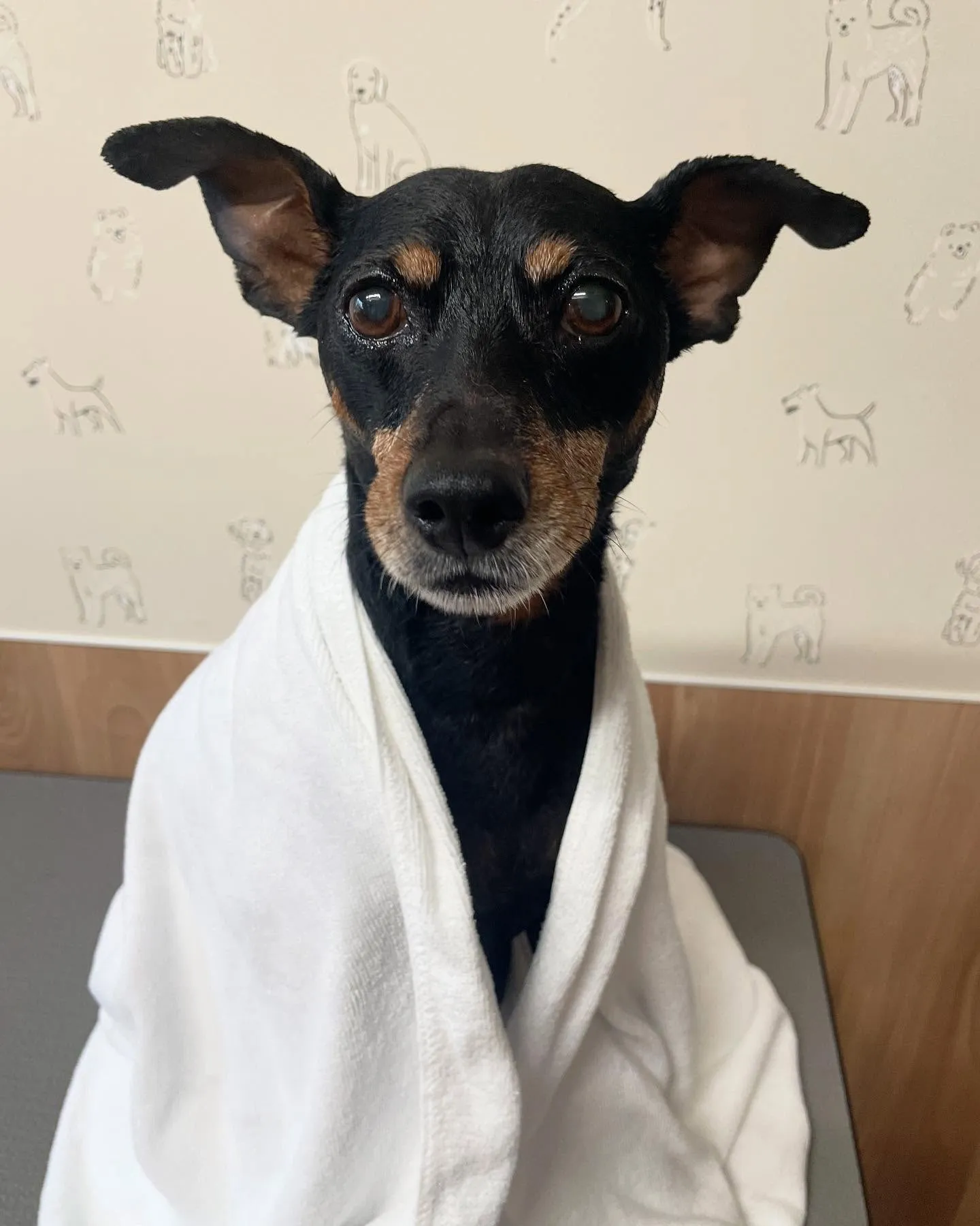 🍃今日のトリミング🍃ミニチュアピンシャー 🐶｜名東区・千種区...