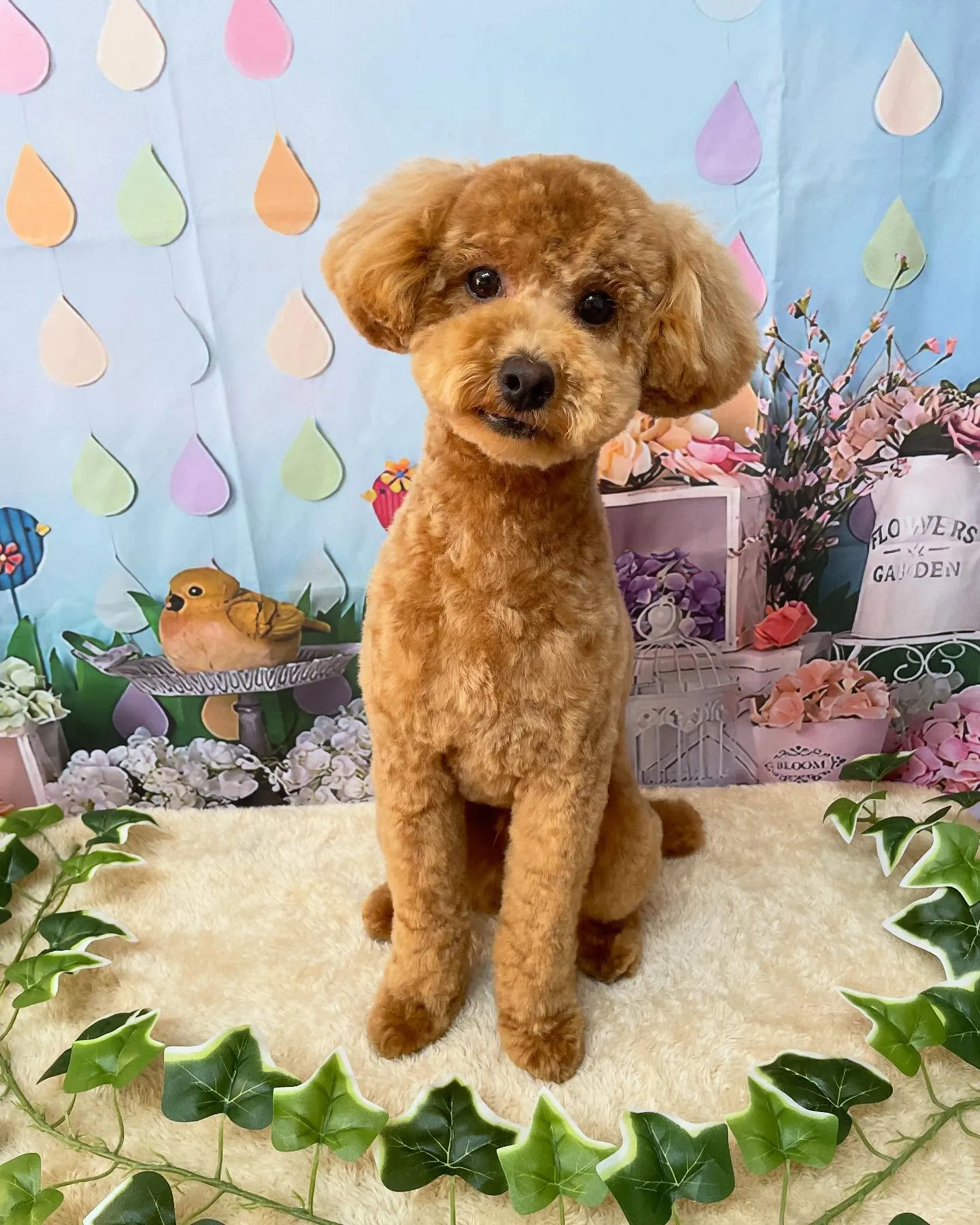 🍃今日のトリミング🍃プードル🐶｜名東区・千種区・守山区の動物...
