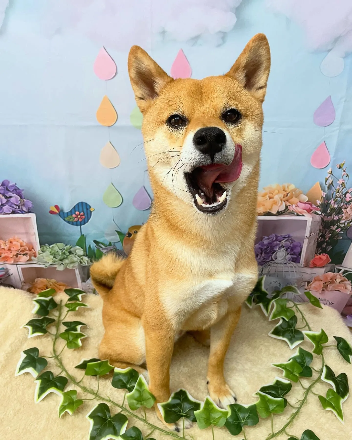 🍃今日のトリミング🍃柴犬🐶｜名東区・千種区・守山区の動物病院...