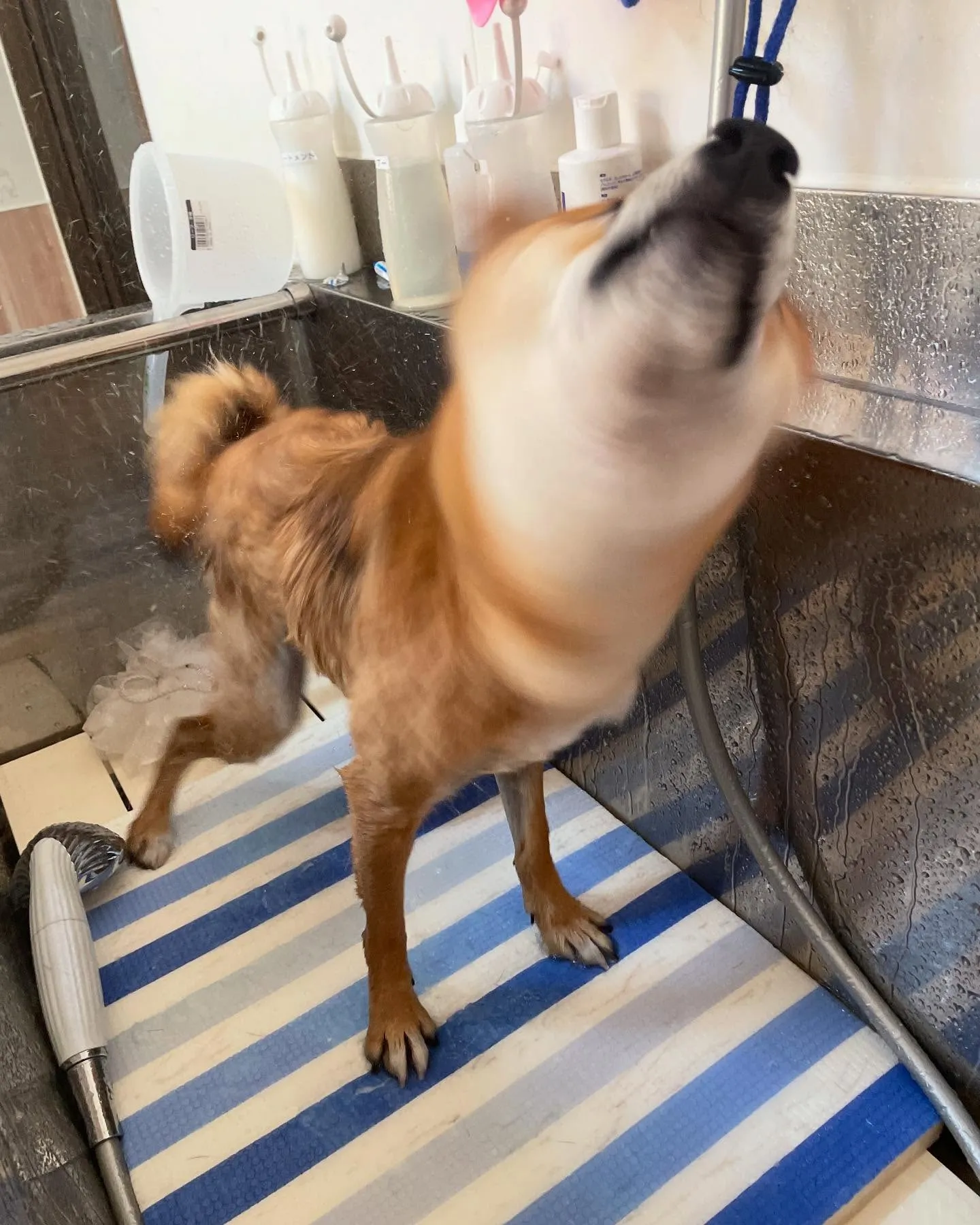 🍃今日のトリミング🍃柴犬🐶｜名東区・千種区・守山区の動物病院...