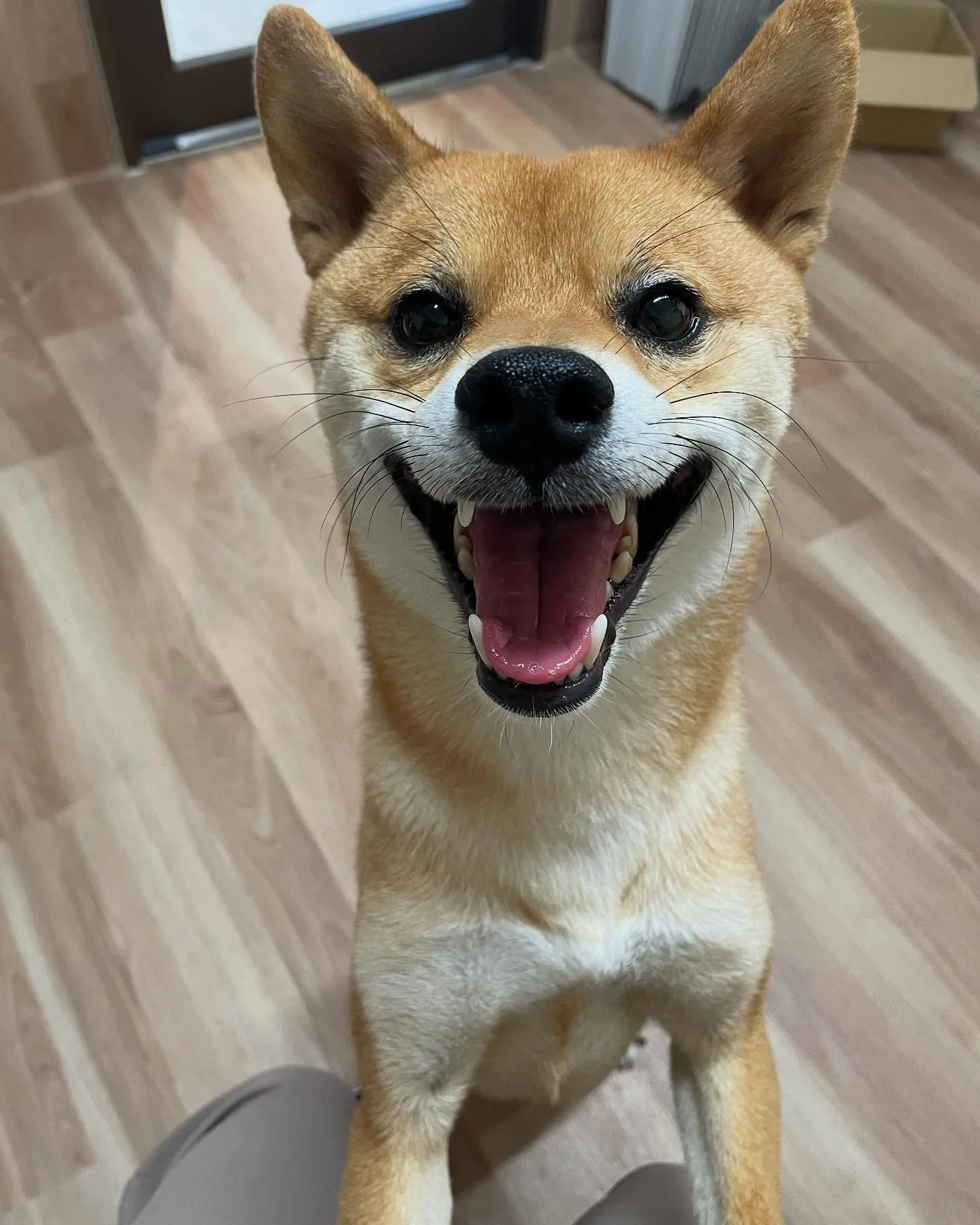 🍃今日のトリミング🍃柴犬🐶｜名東区・千種区・守山区の動物病院...