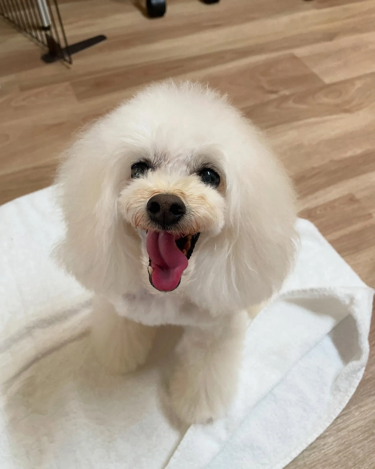 🍃今日のトリミング🍃プードル🐶｜名東区・千種区・守山区の動物...