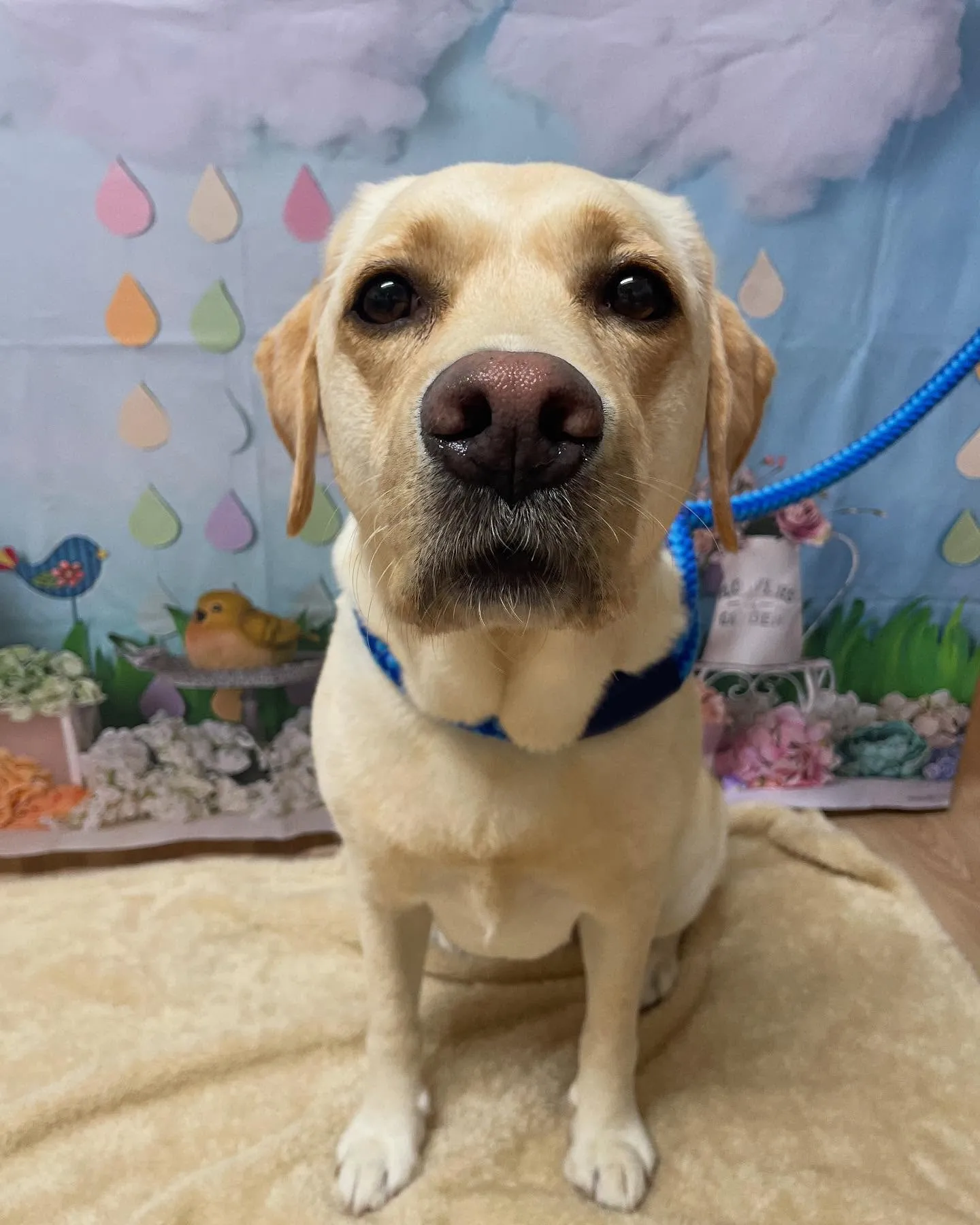 🍃今日のトリミング🍃ラブラドールレトリバー🐶｜名東区・千種区...