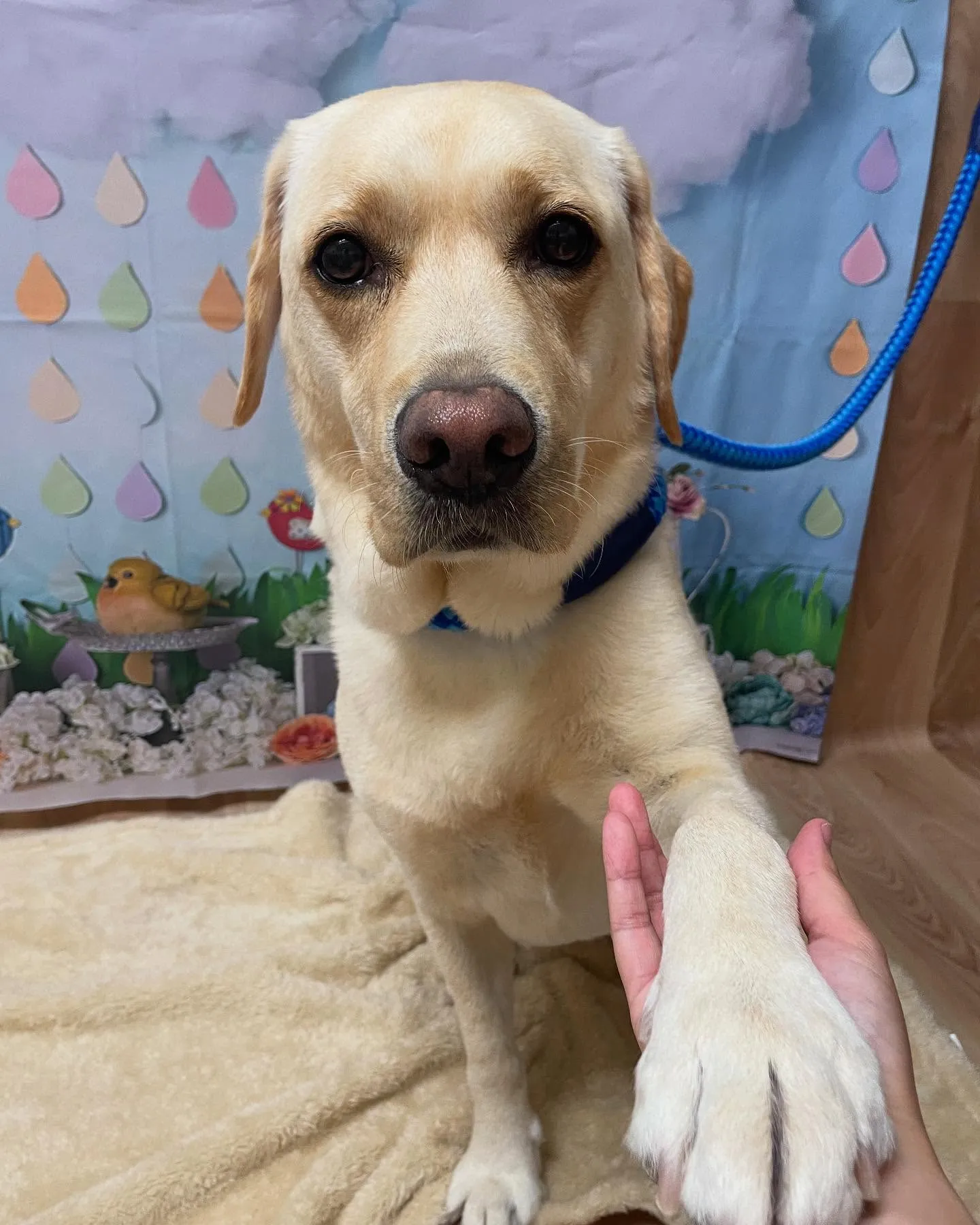 🍃今日のトリミング🍃ラブラドールレトリバー🐶｜名東区・千種区...