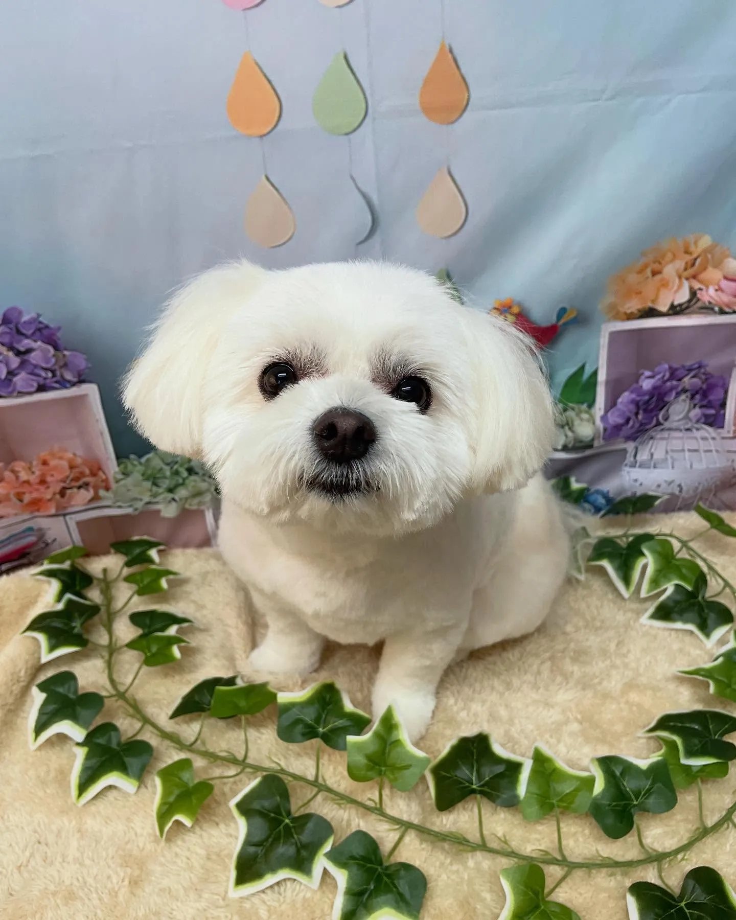 🍃今日のトリミング🍃ミックス犬🐶｜名東区・千種区・守山区の動...