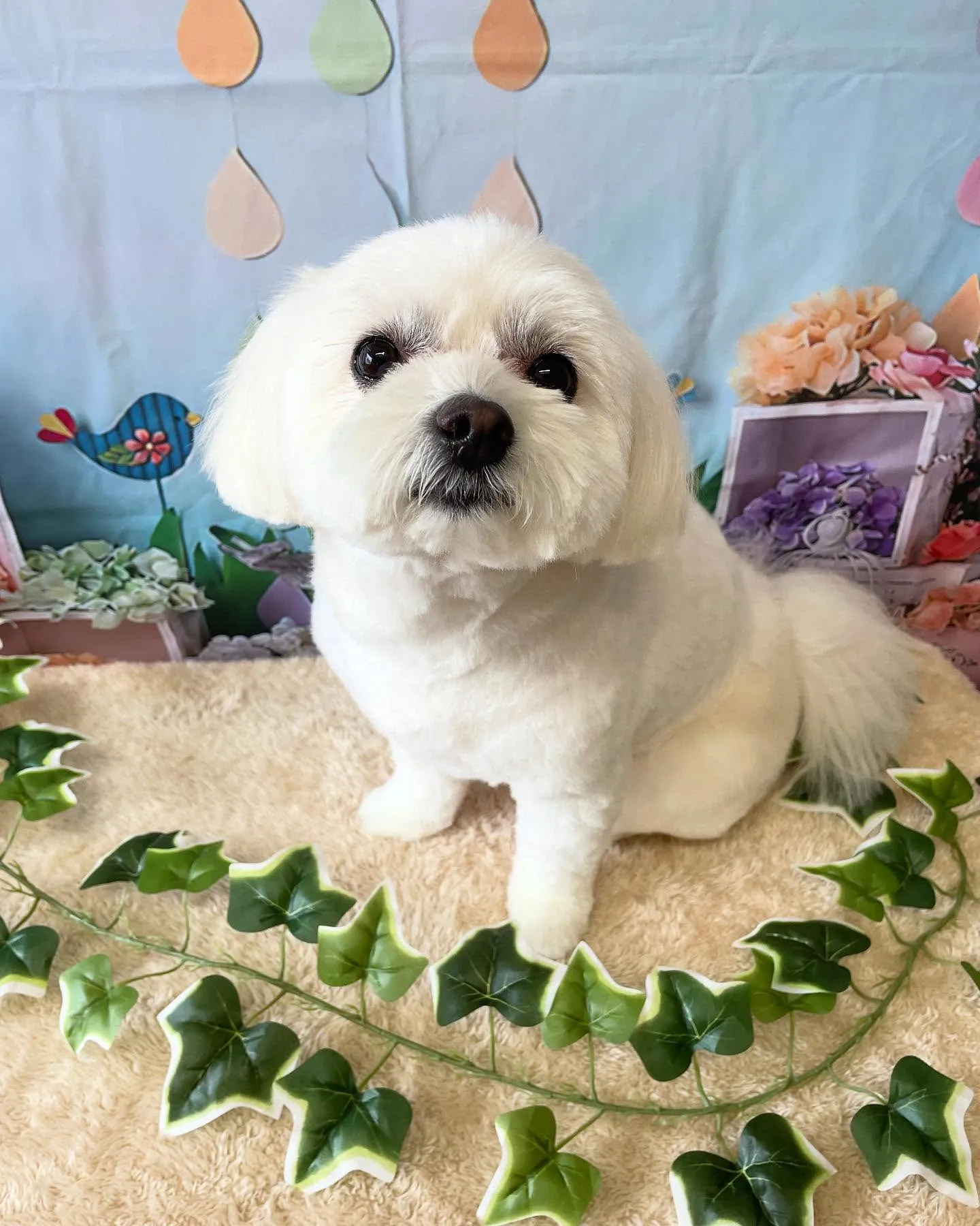 🍃今日のトリミング🍃ミックス犬🐶｜名東区・千種区・守山区の動...