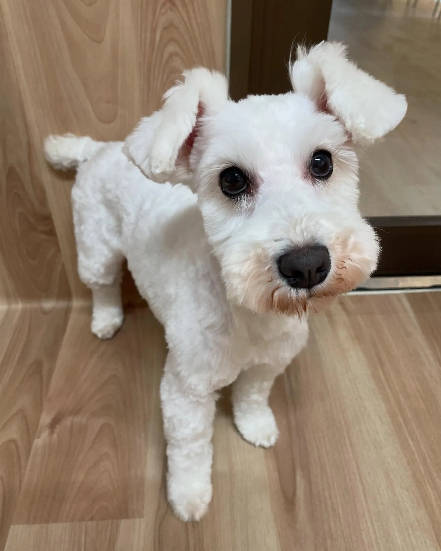 🍃今日のトリミング🍃シュナウザー🐶｜名東区・千種区・守山区の...