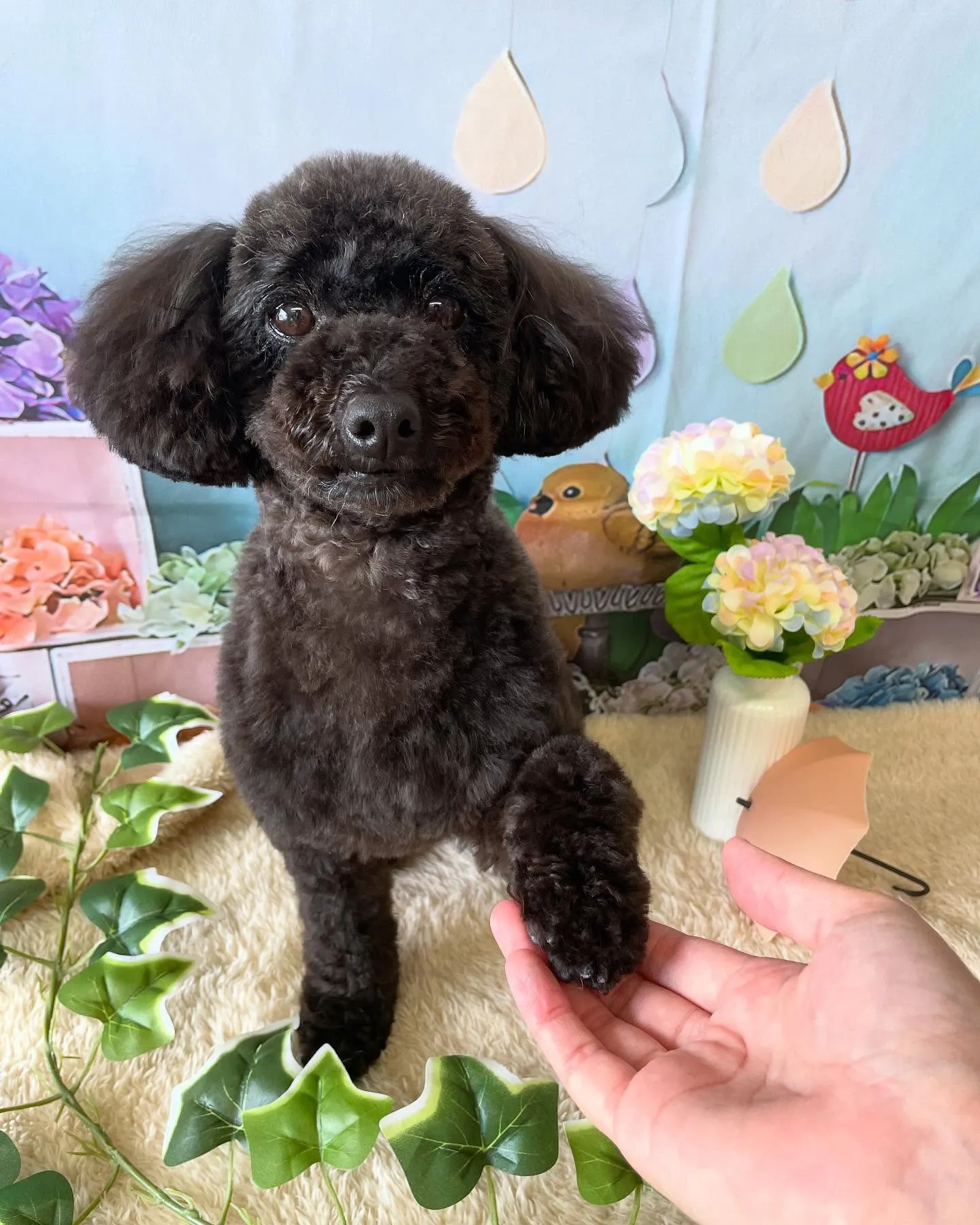 🍃今日のトリミング🍃プードル🐶｜名東区・千種区・守山区の動物...